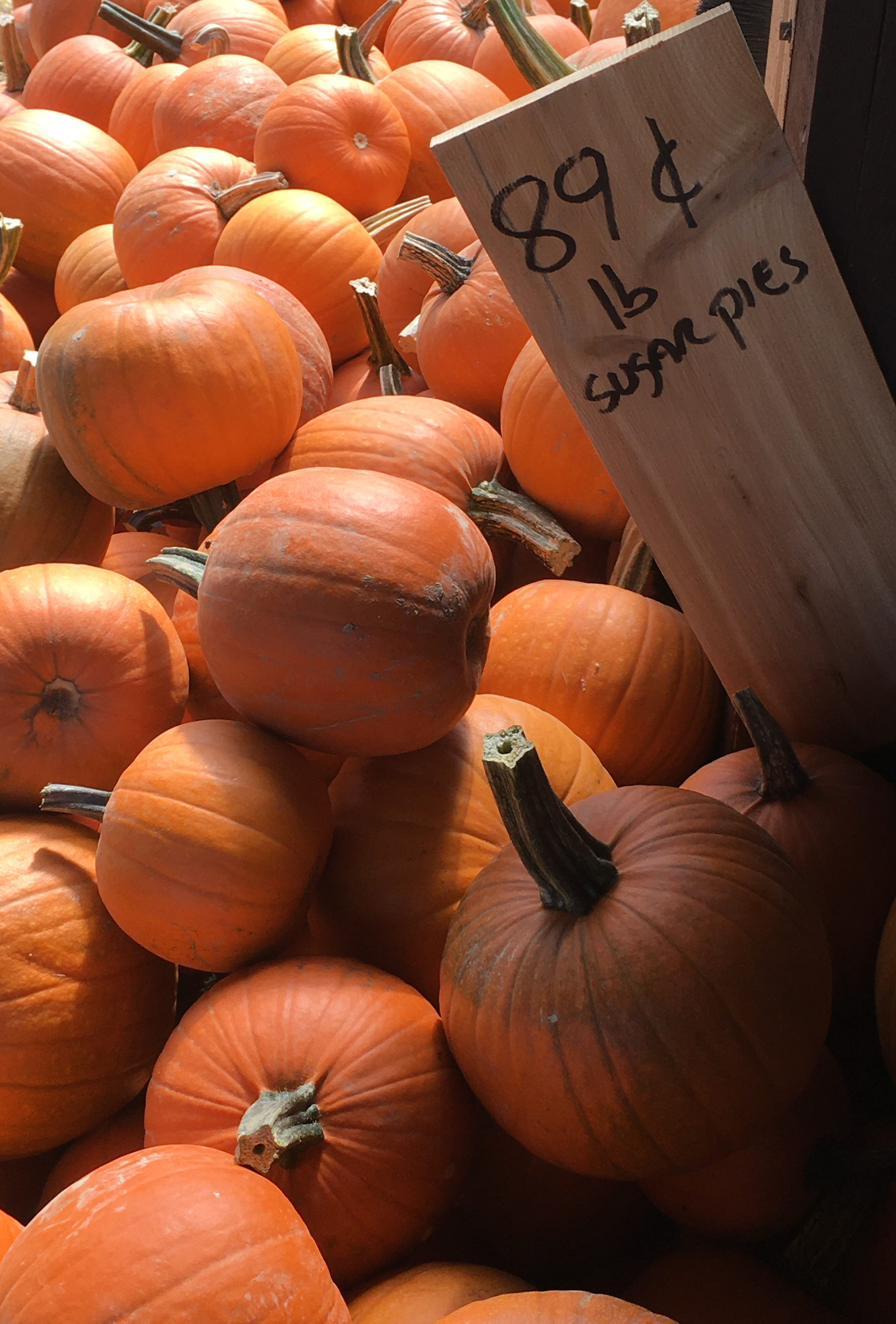 sugar pie pumpkins 89 cents a pound