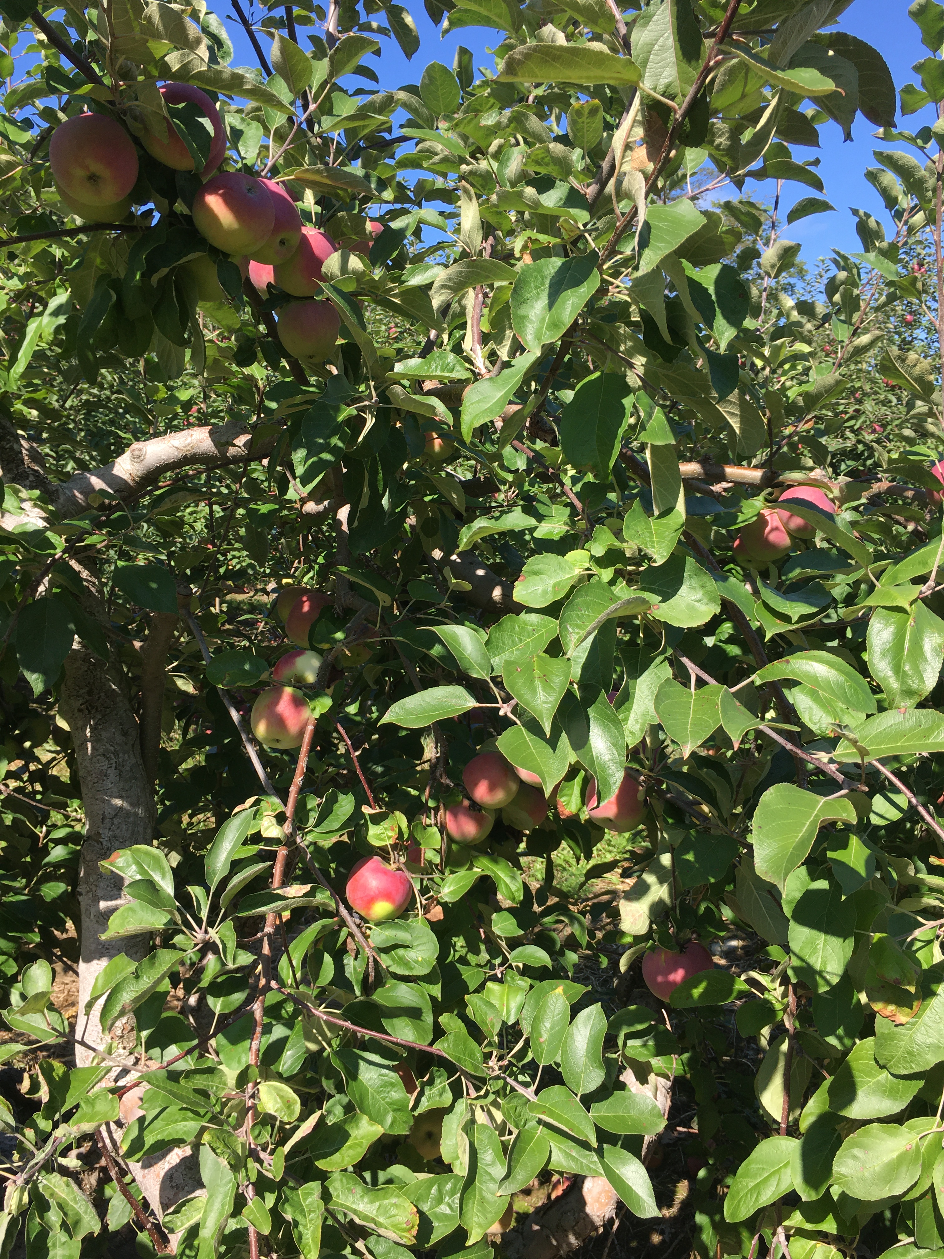 apple tree
