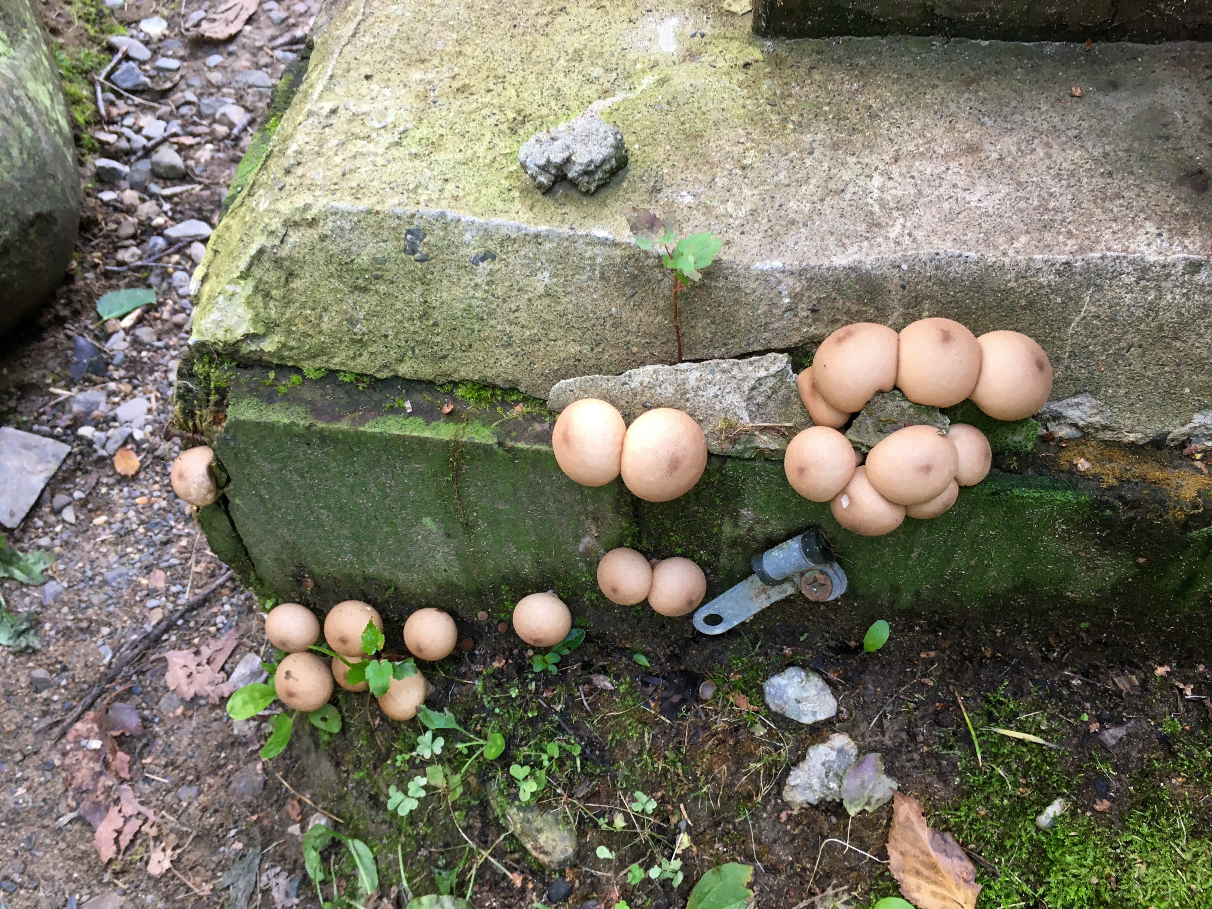 small round mushrooms growing on concrete