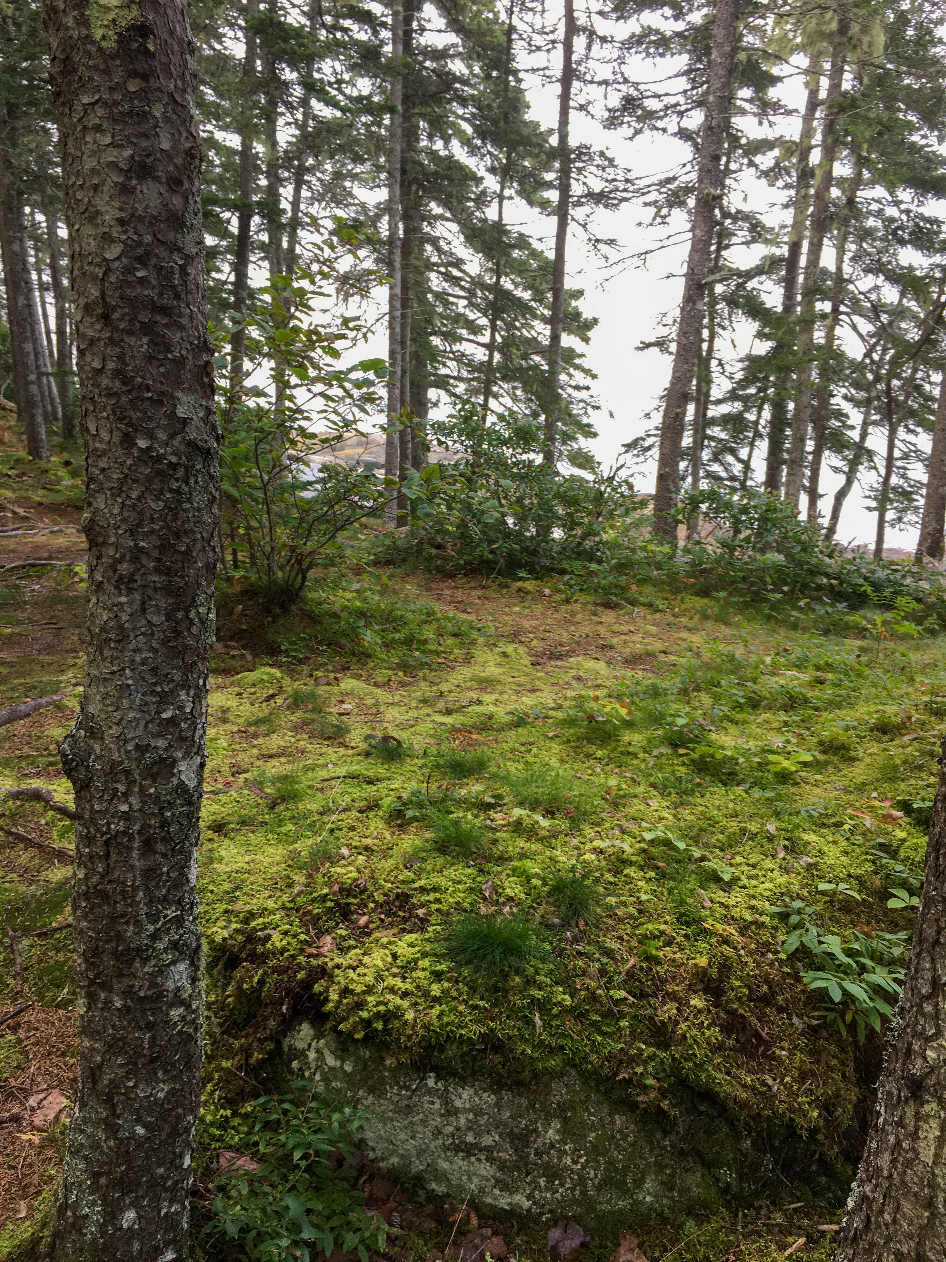 magical green forest