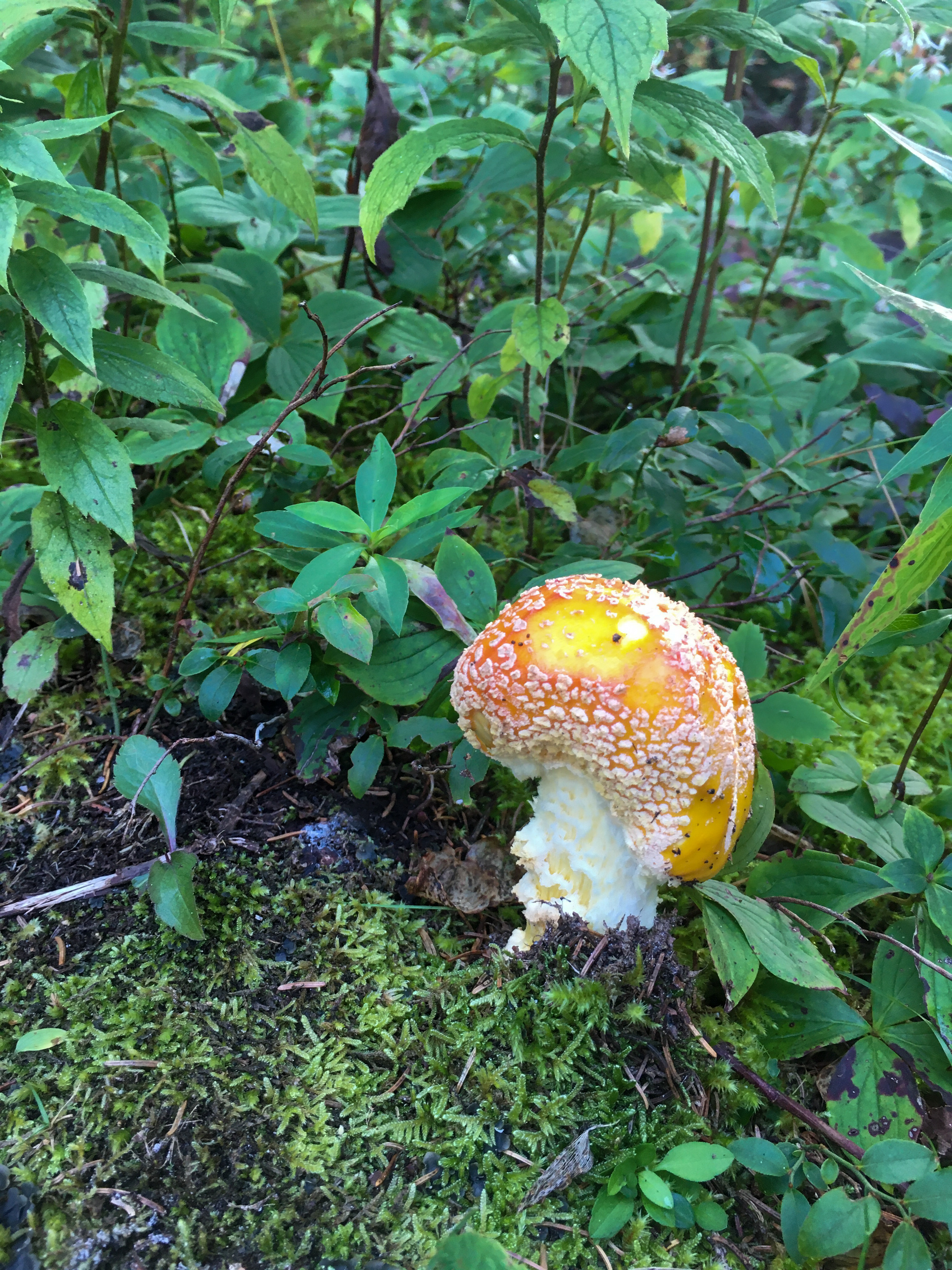 orange mushroom with white dots