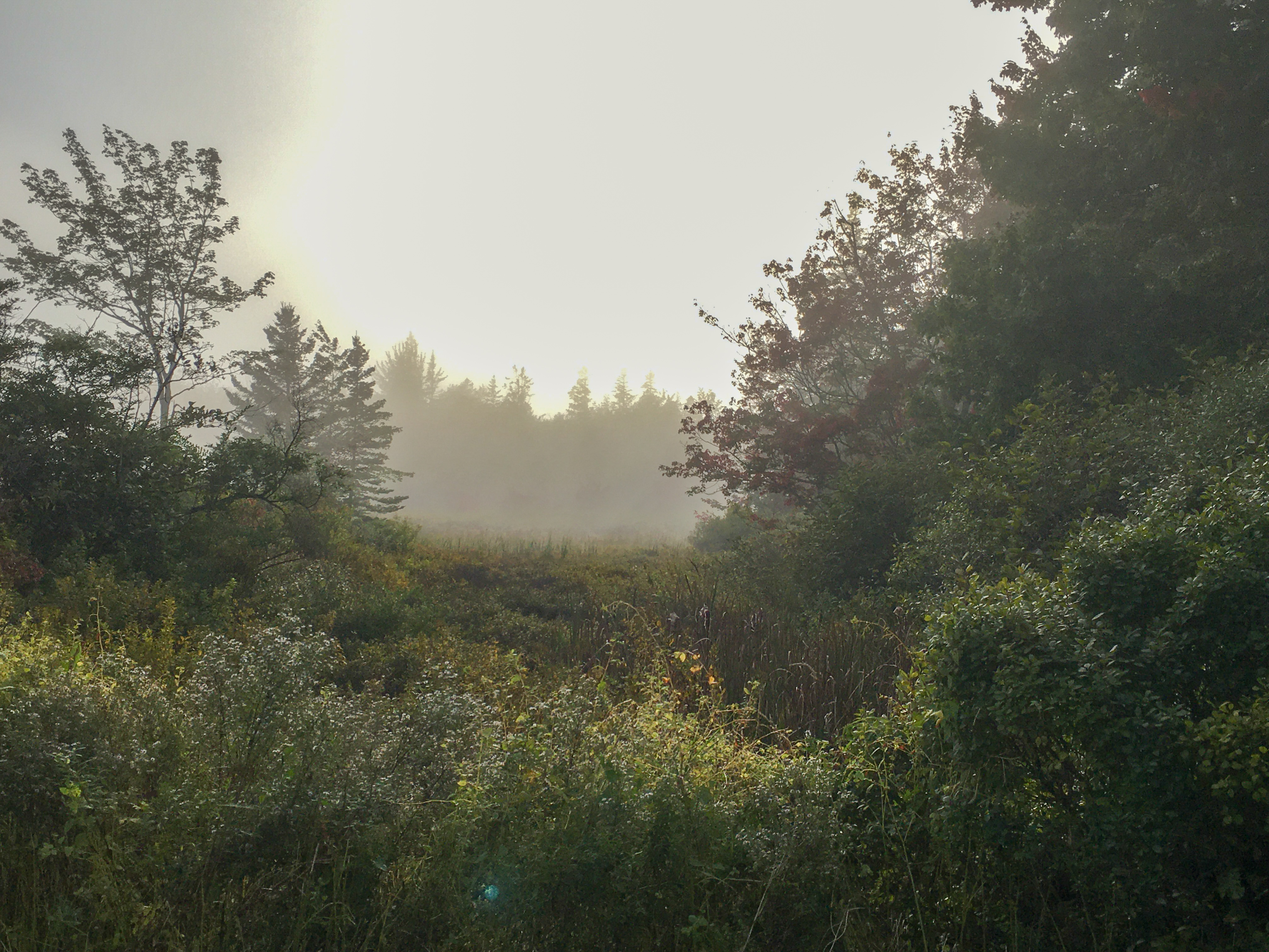 beautiful meadow in sunlight and fog