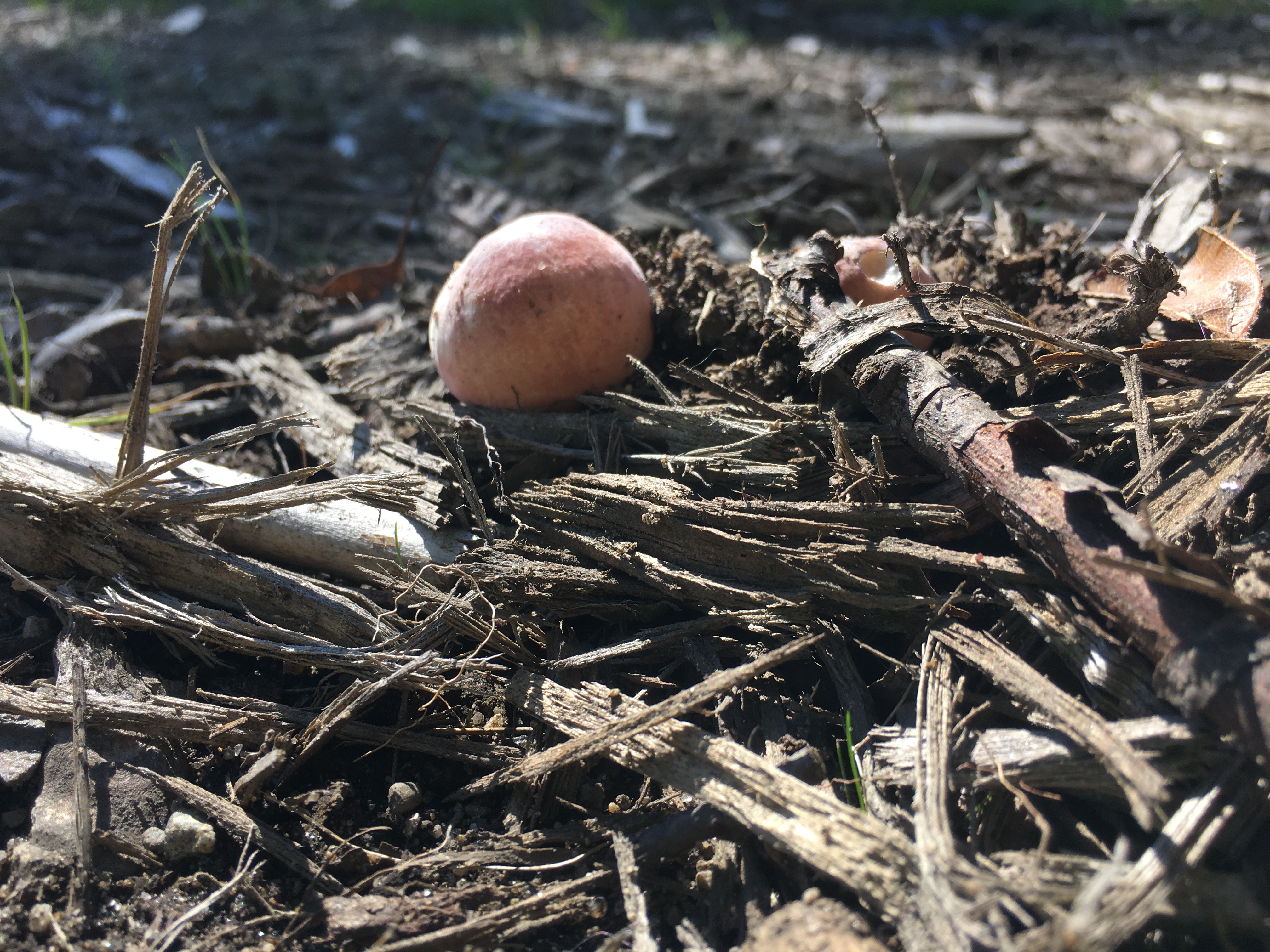 small round mushroom in wood chips