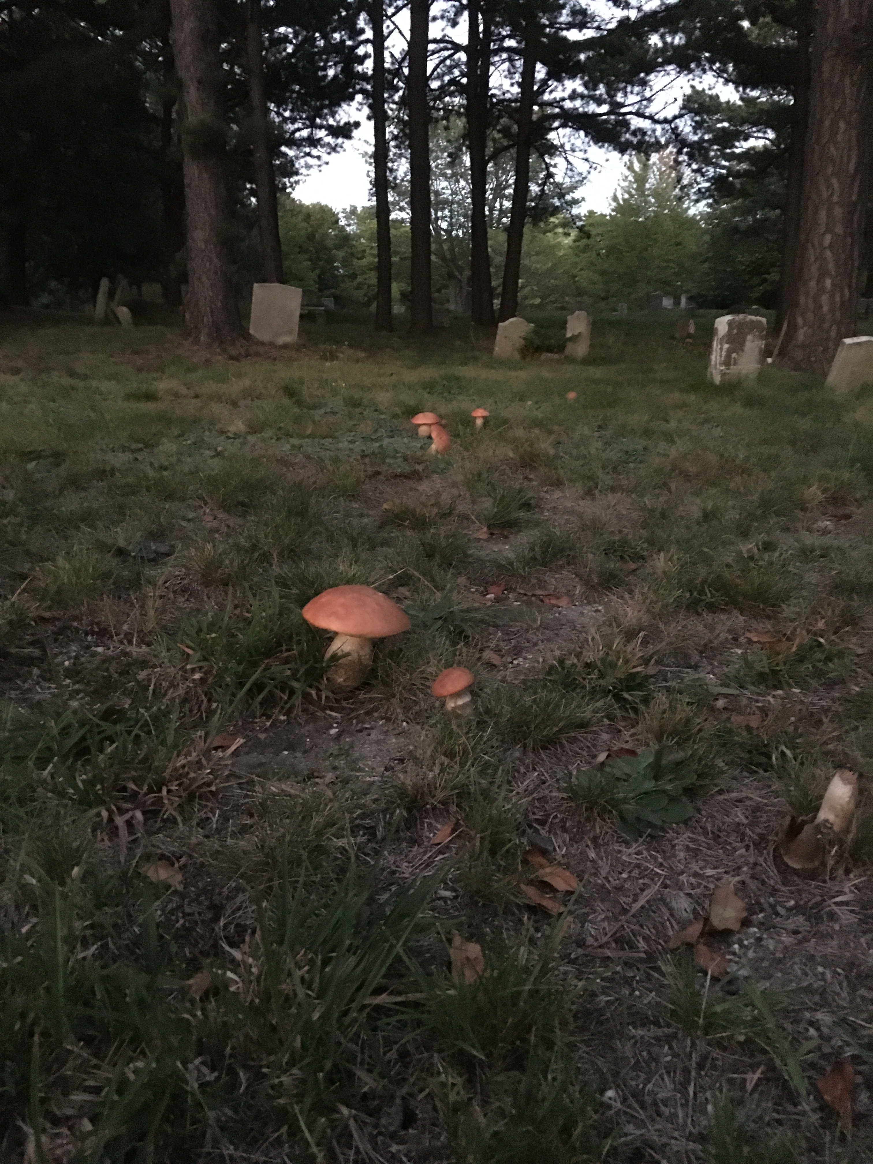 mushrooms in a graveyard
