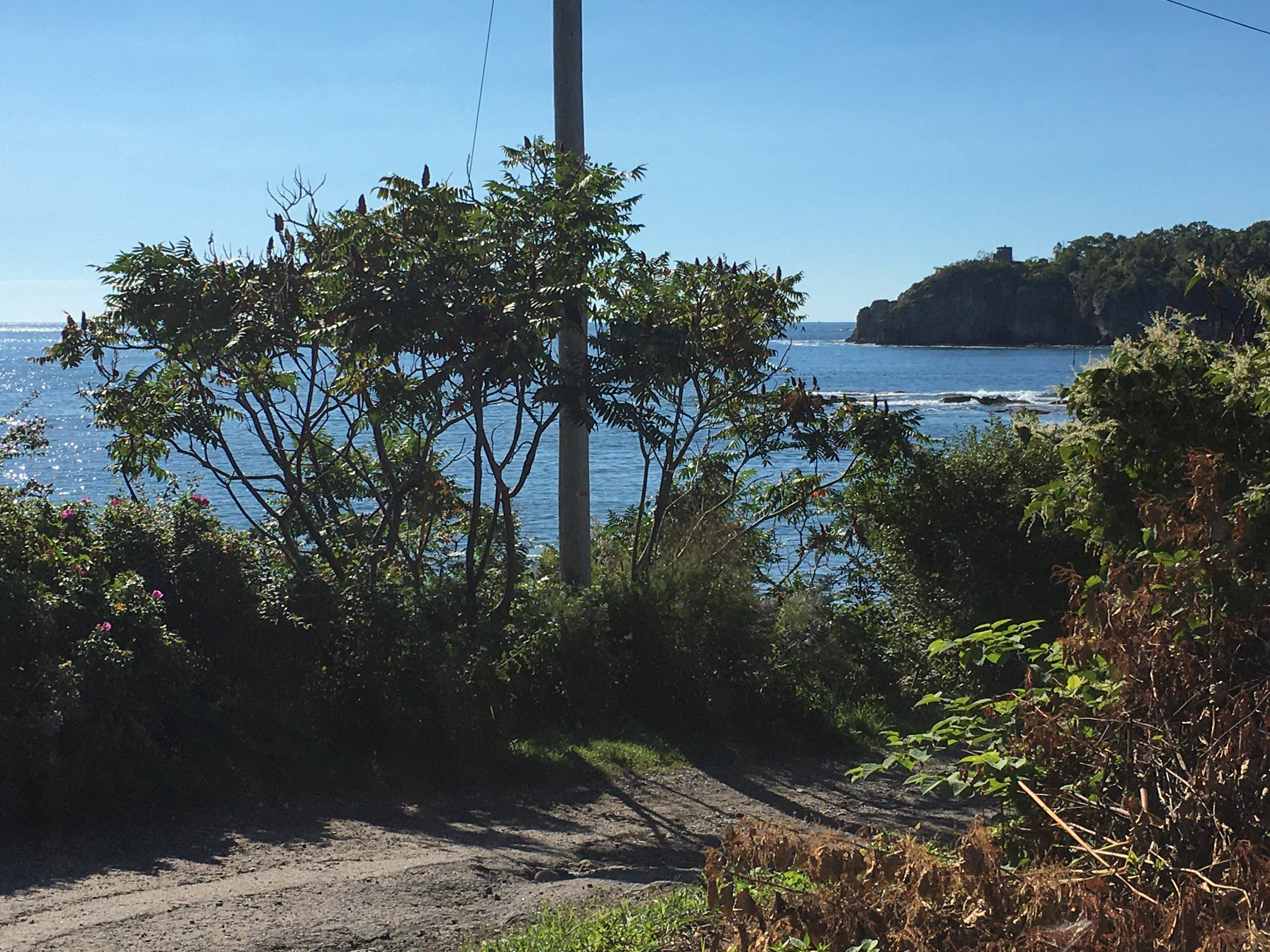 Sumac a dirt path and an island off in the distance