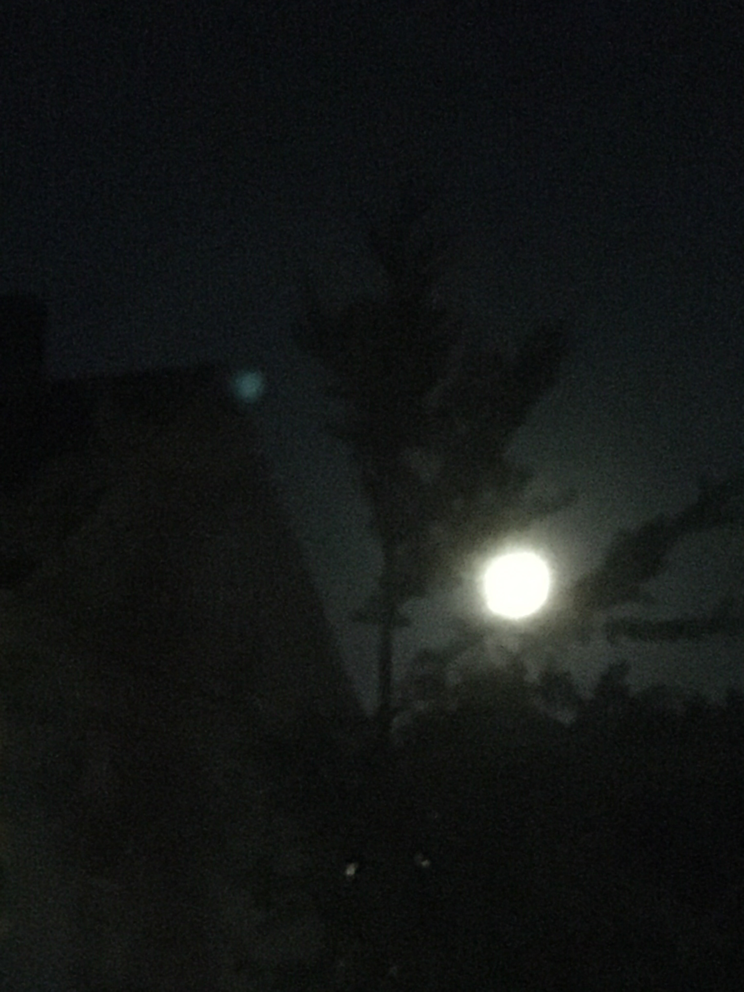 full moon through a tree