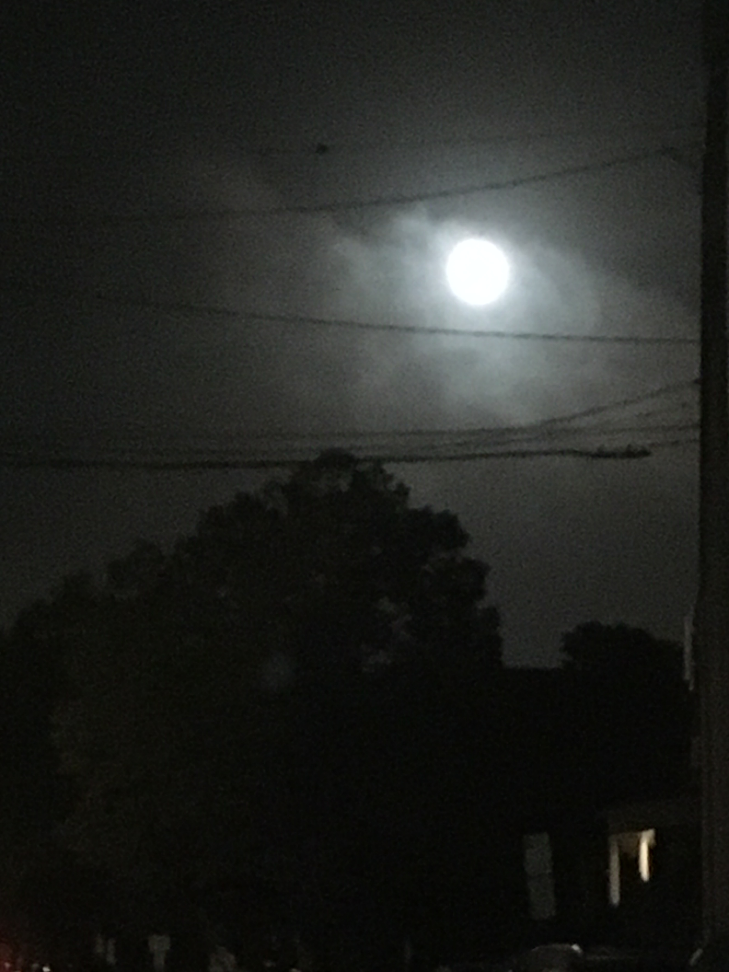 moon with fog over trees