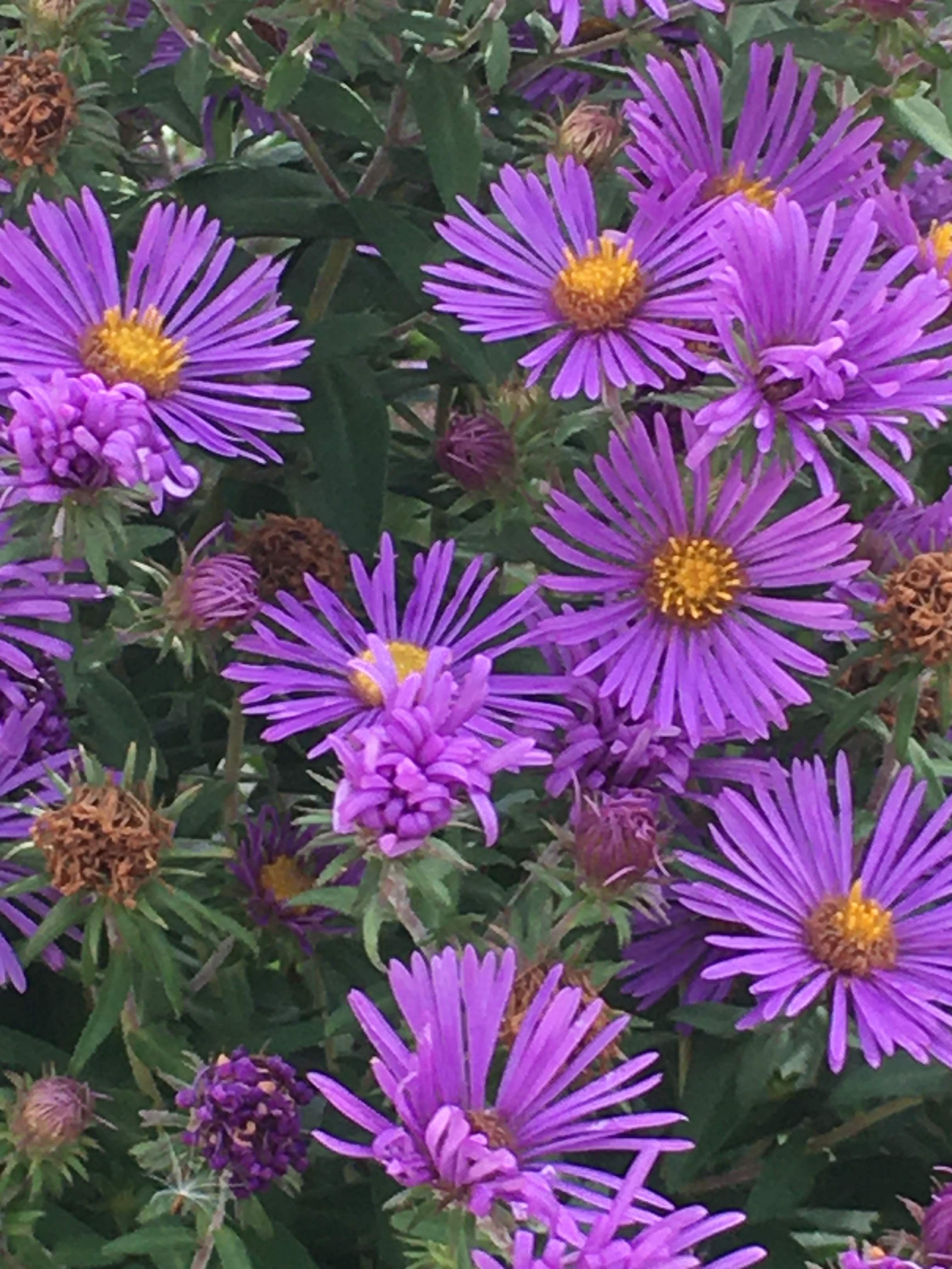 purple flowers 