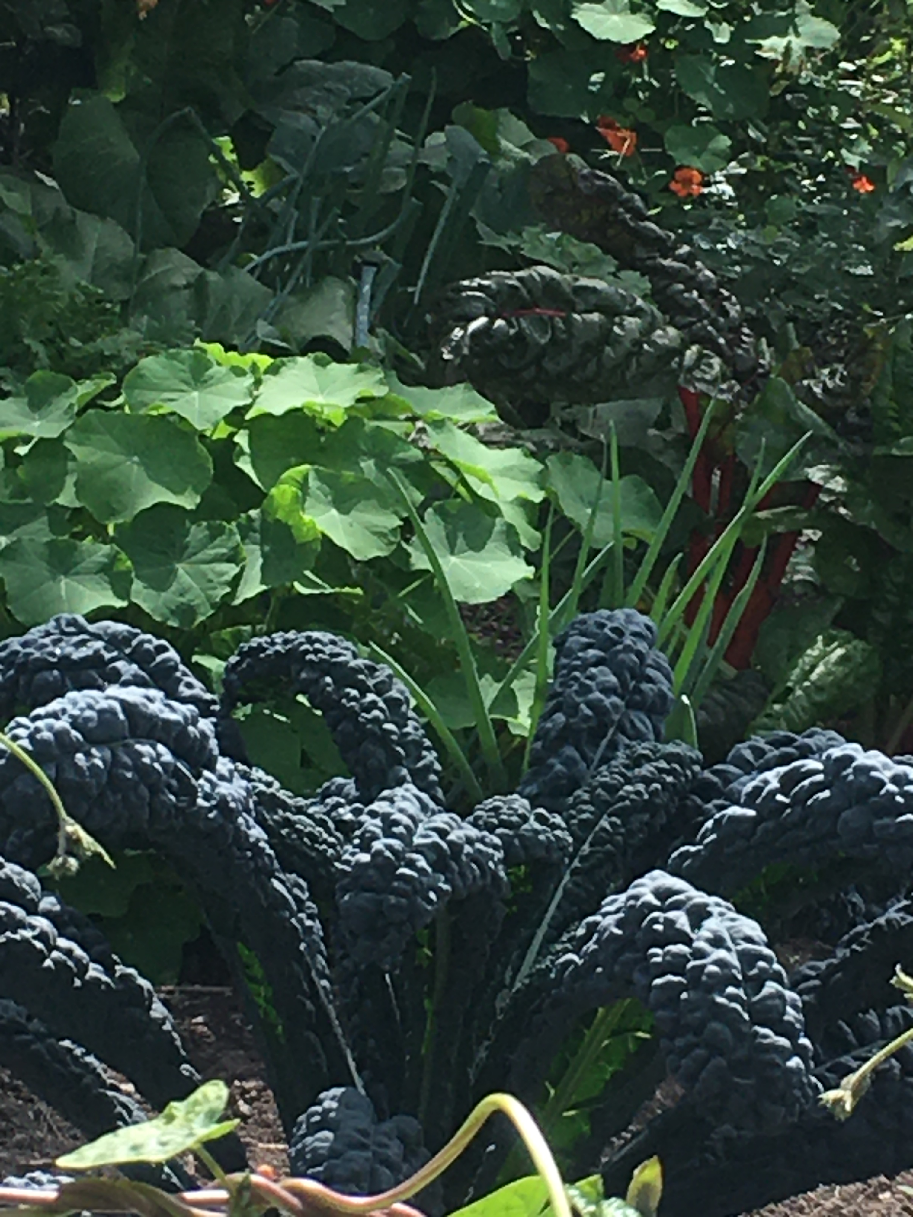 kale