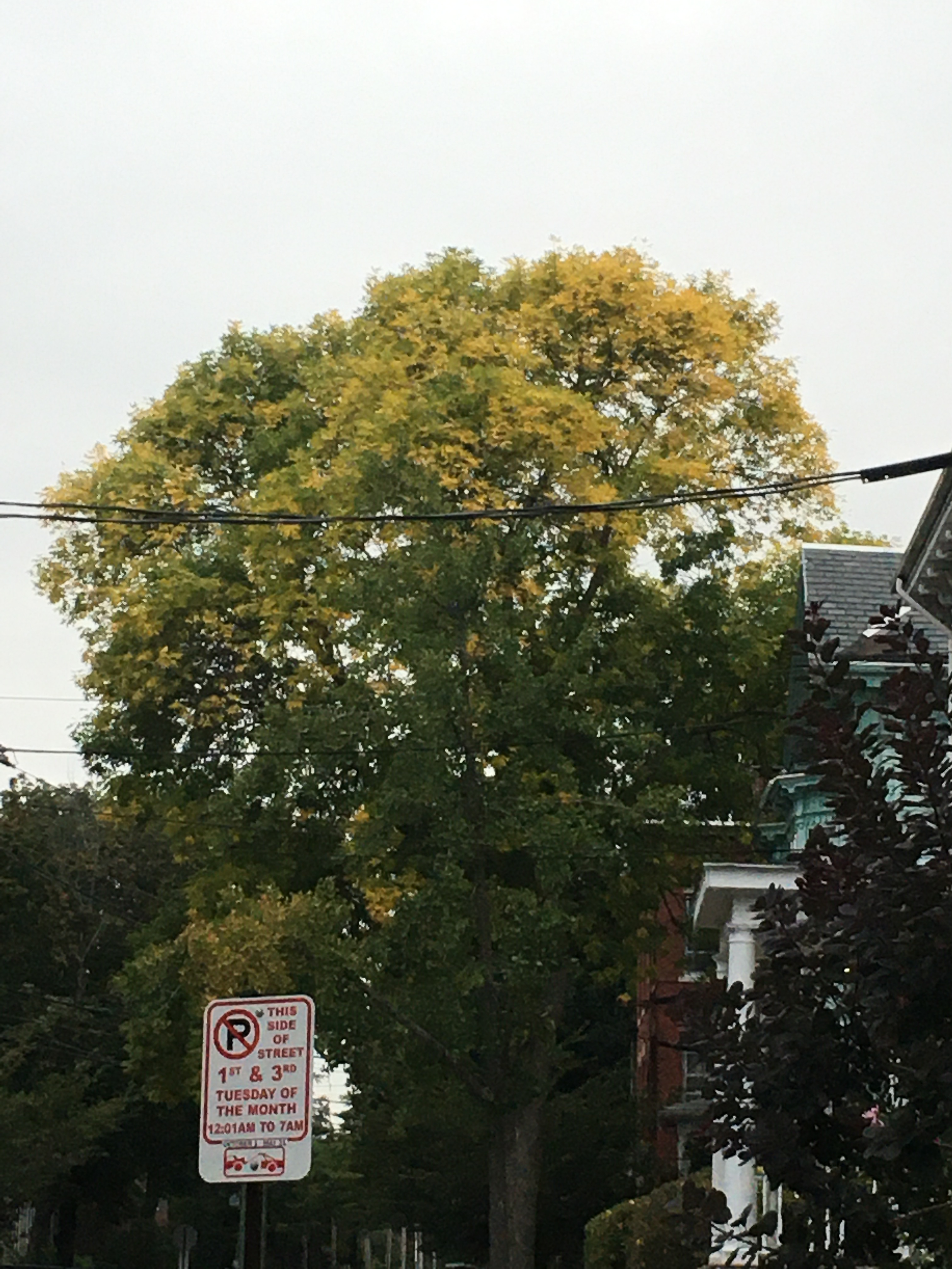 yellow leaves on a tree
