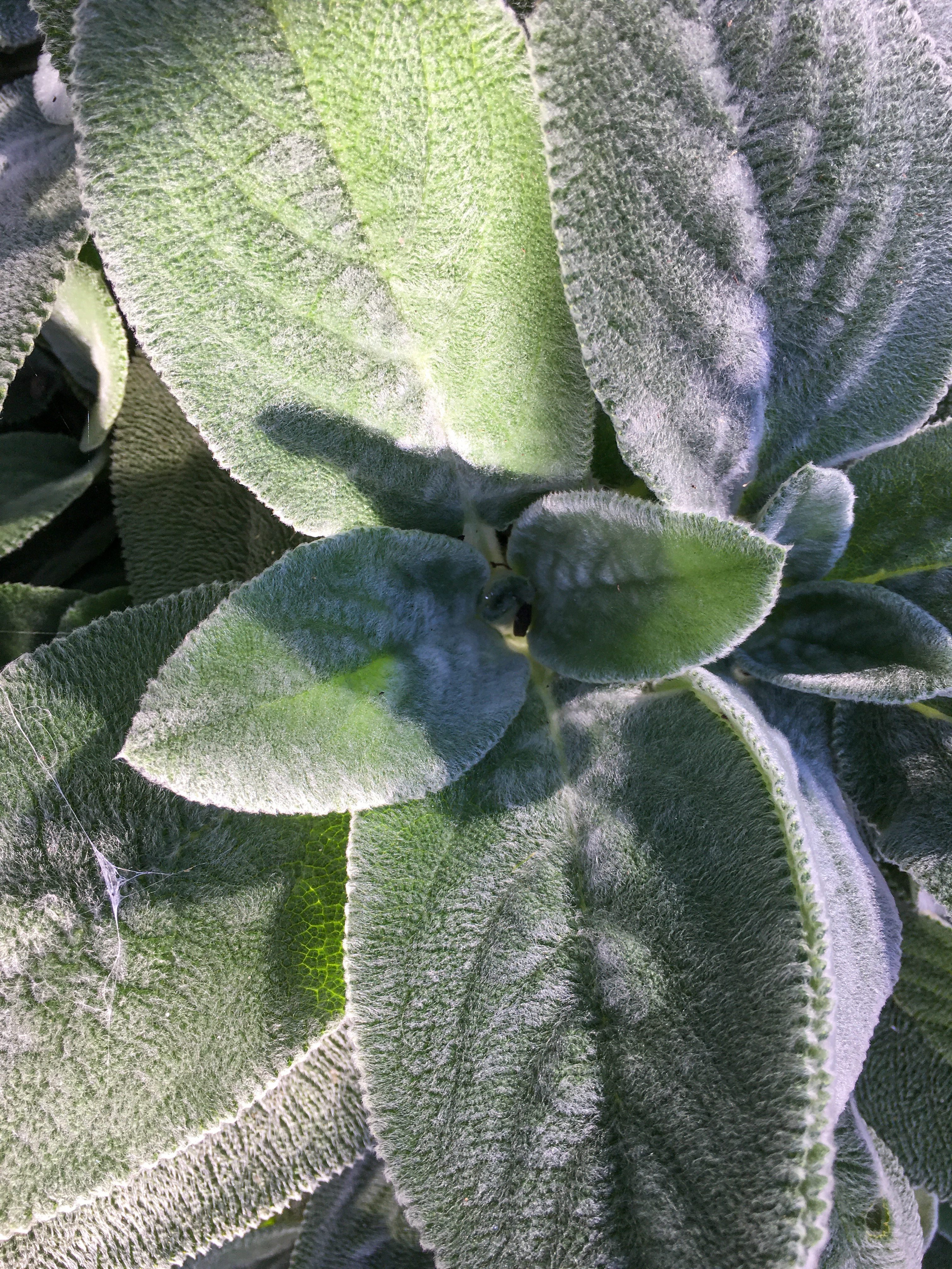 lambs ear