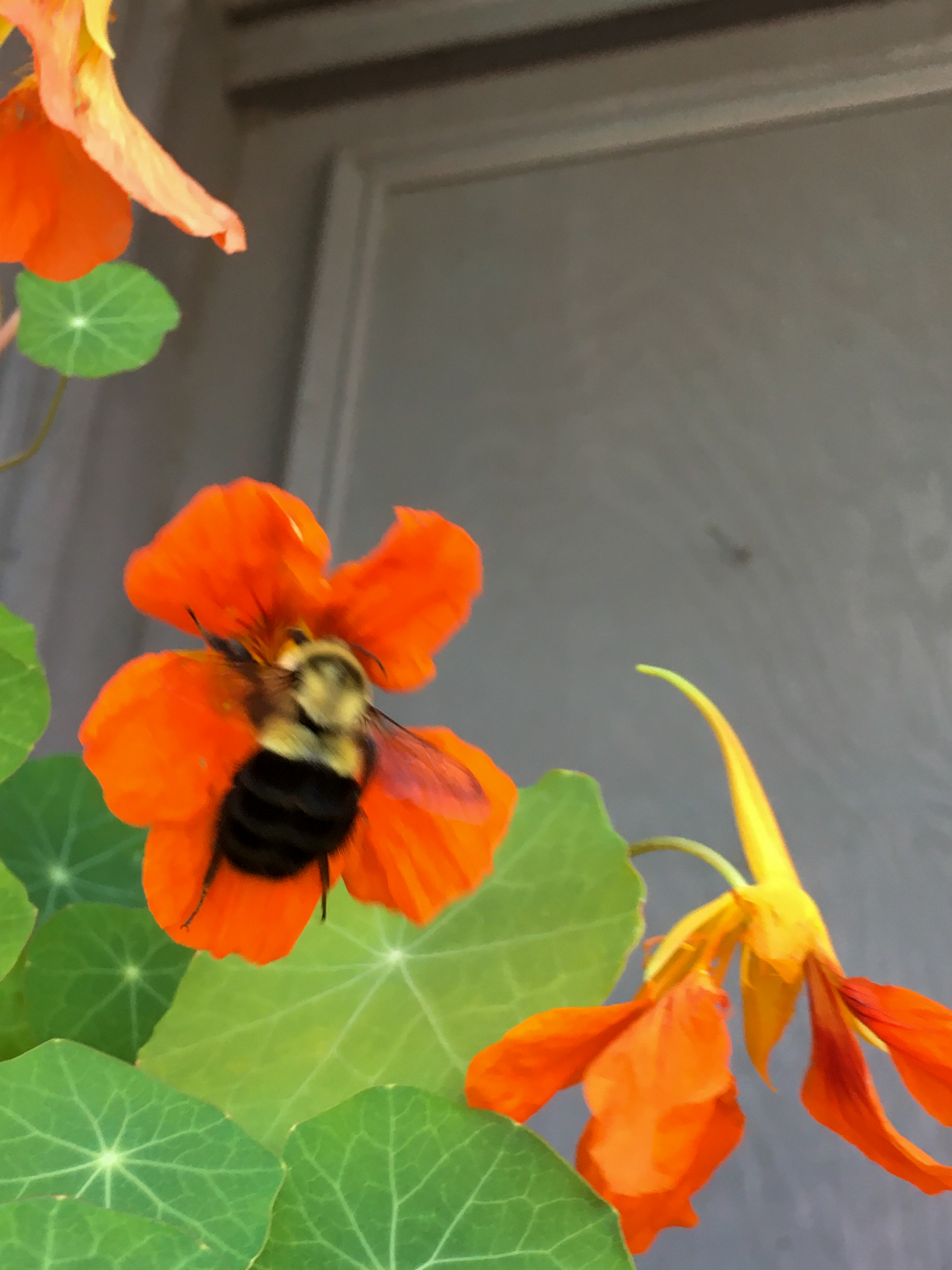 bee in a nasturtium