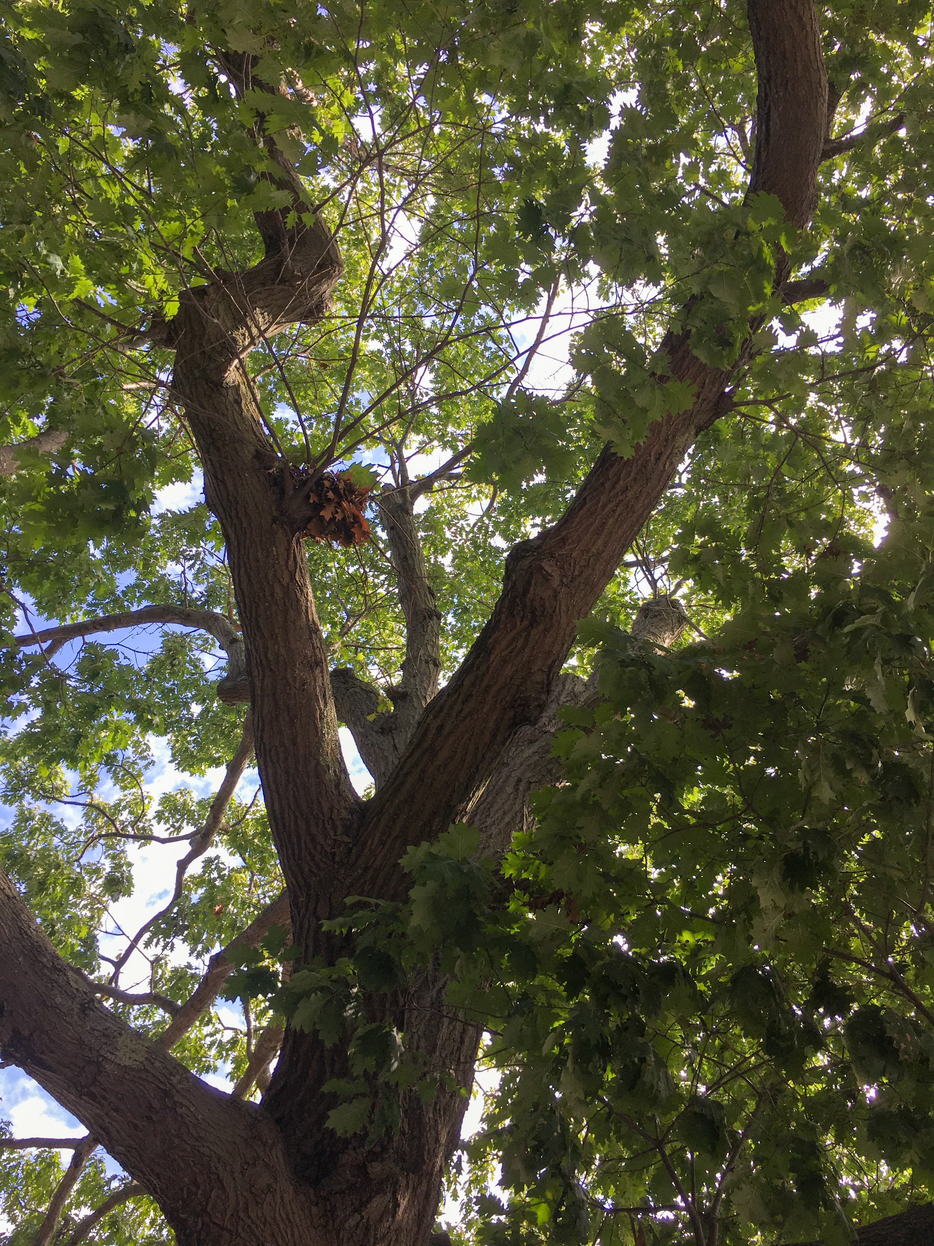 a view of my friend the red oak