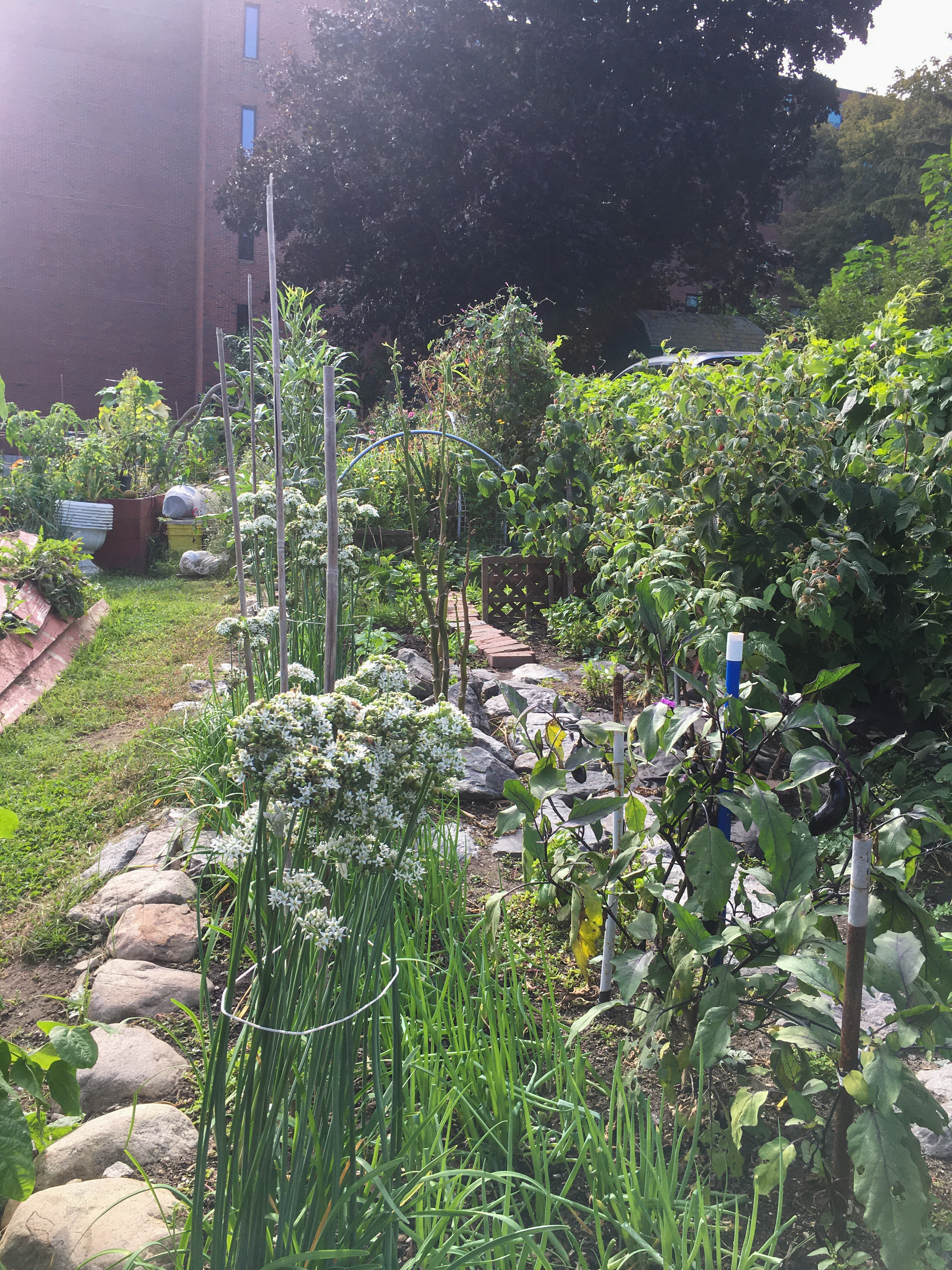 another garden