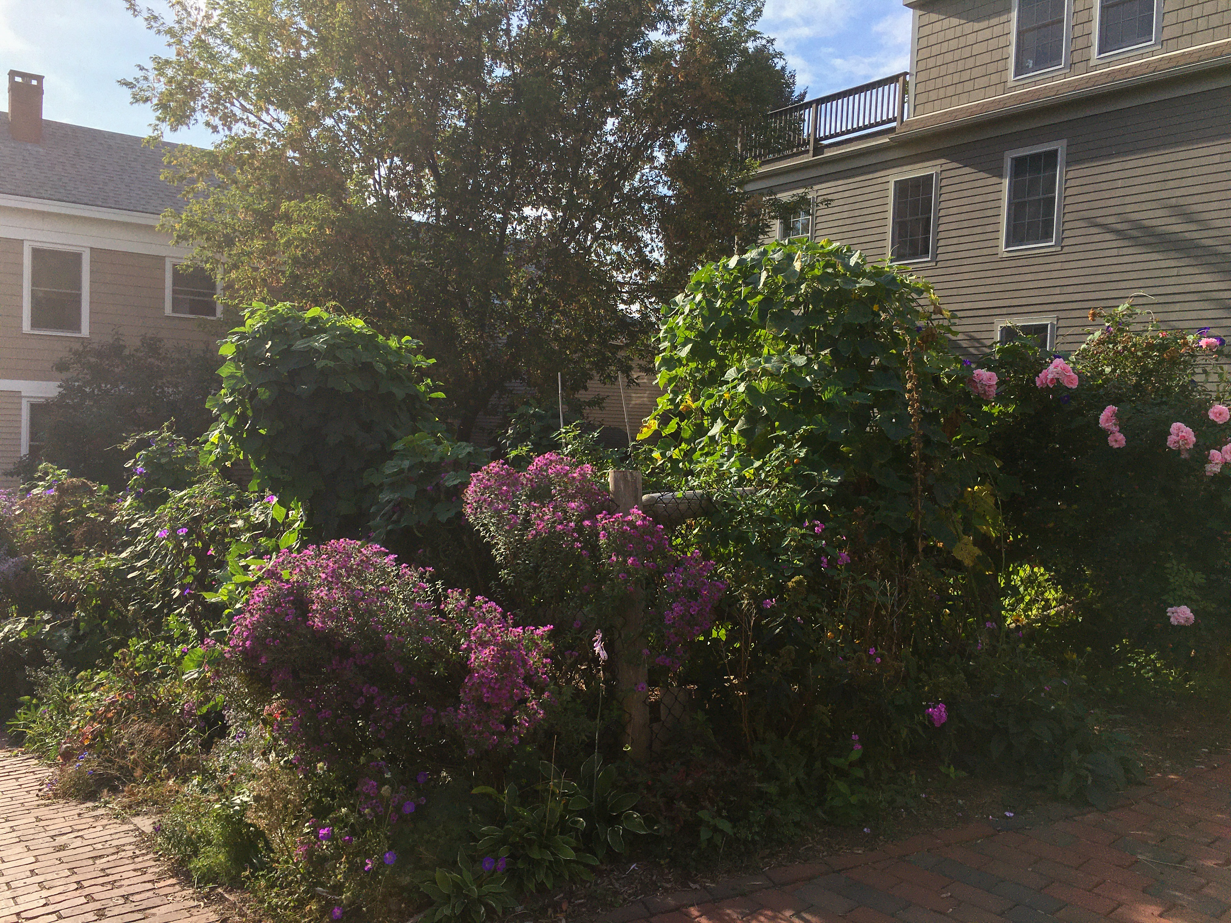 gorgeous dewey morning sun garden