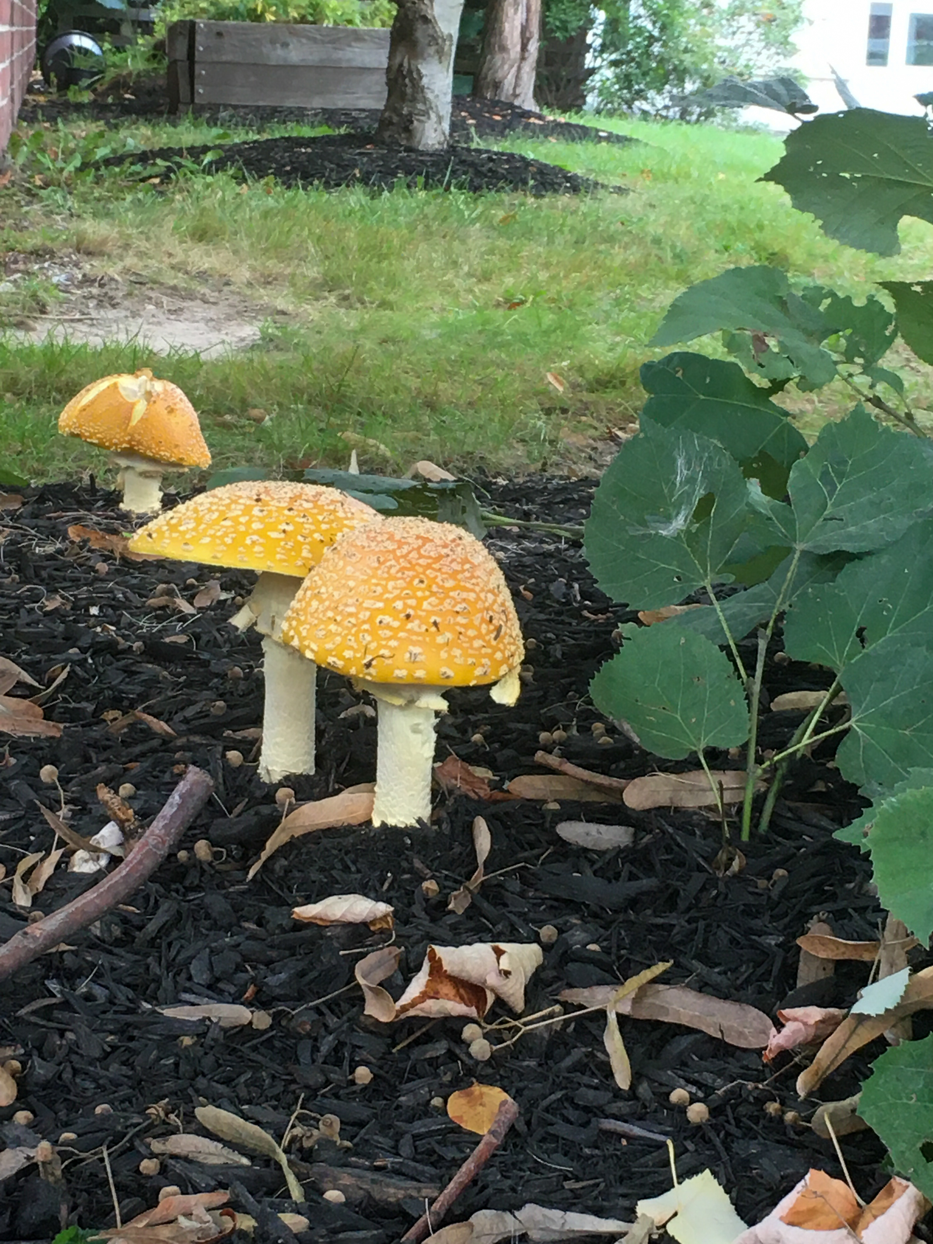 golden topped mushrooms with nasturtium leaves