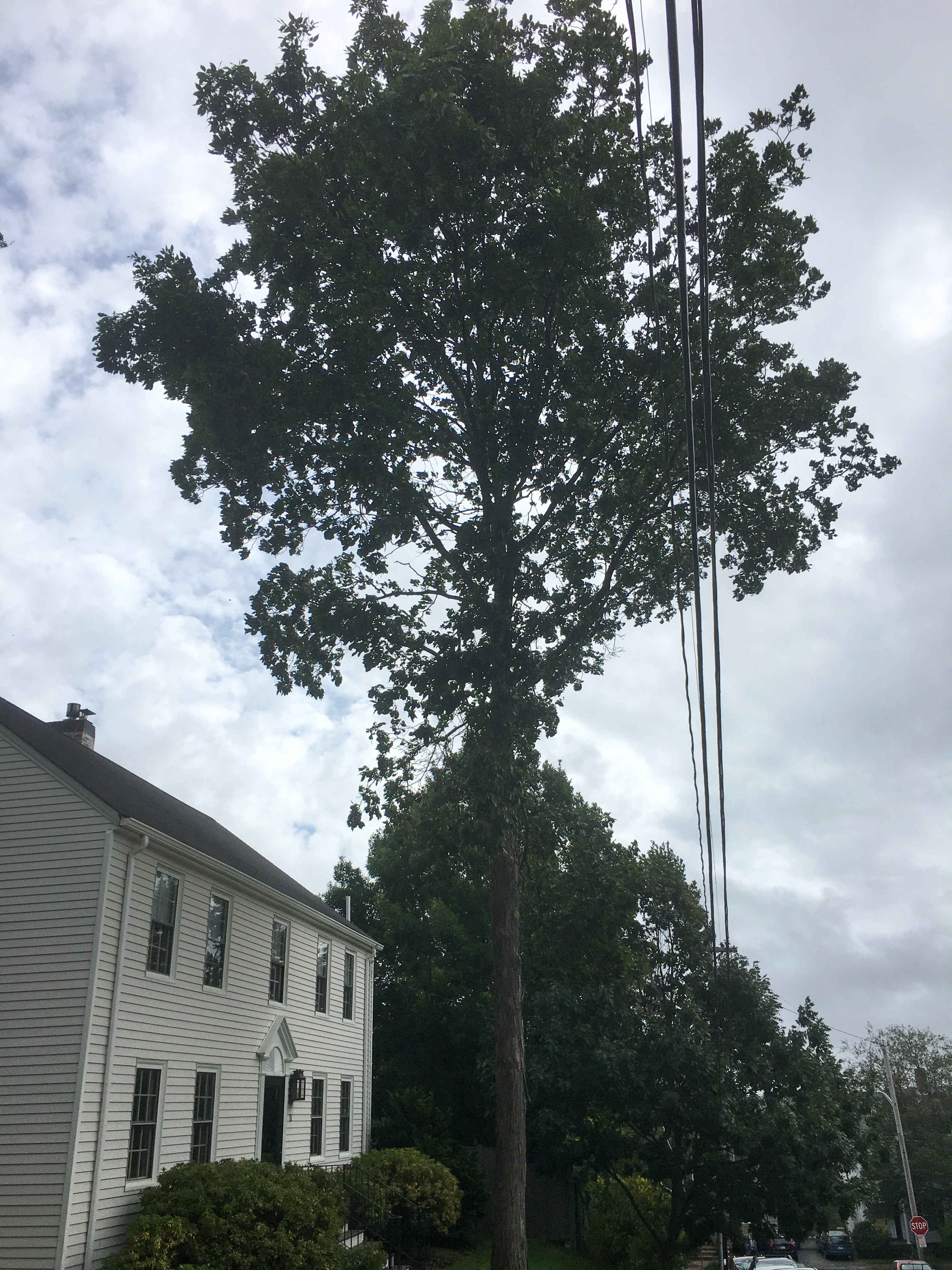 tree with grey sky and white house