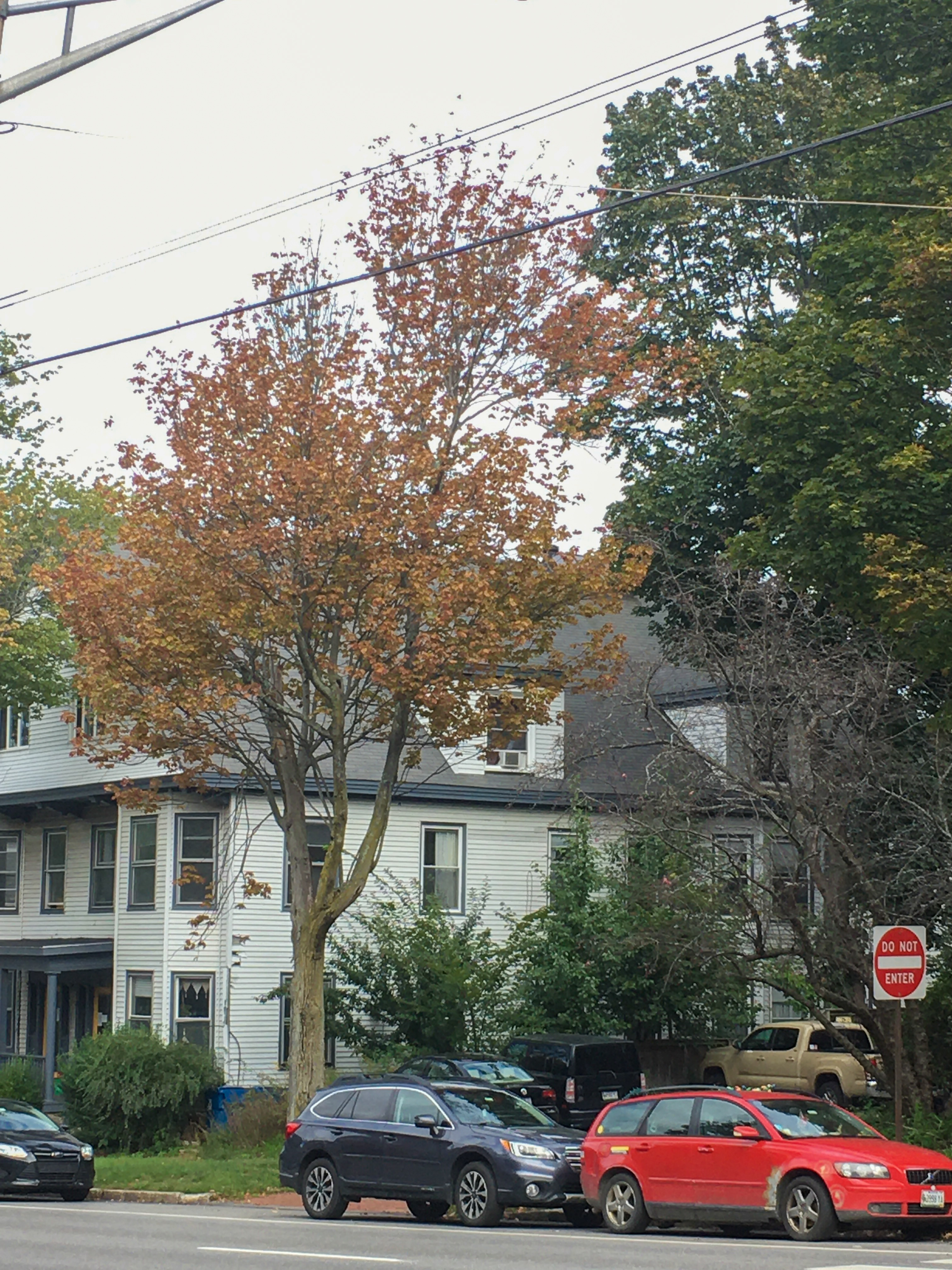 tree with orange foliage
