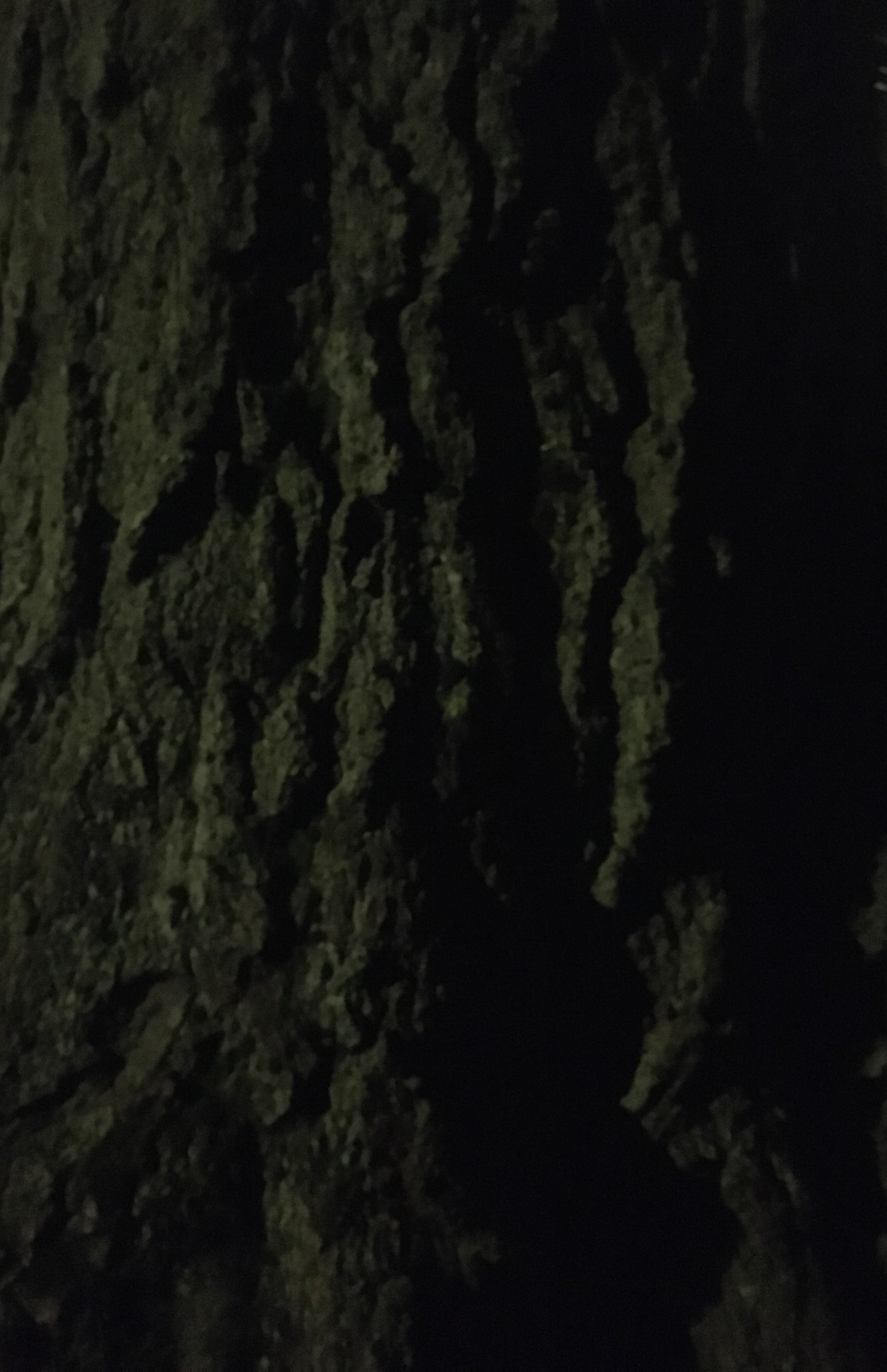 bark of a tree