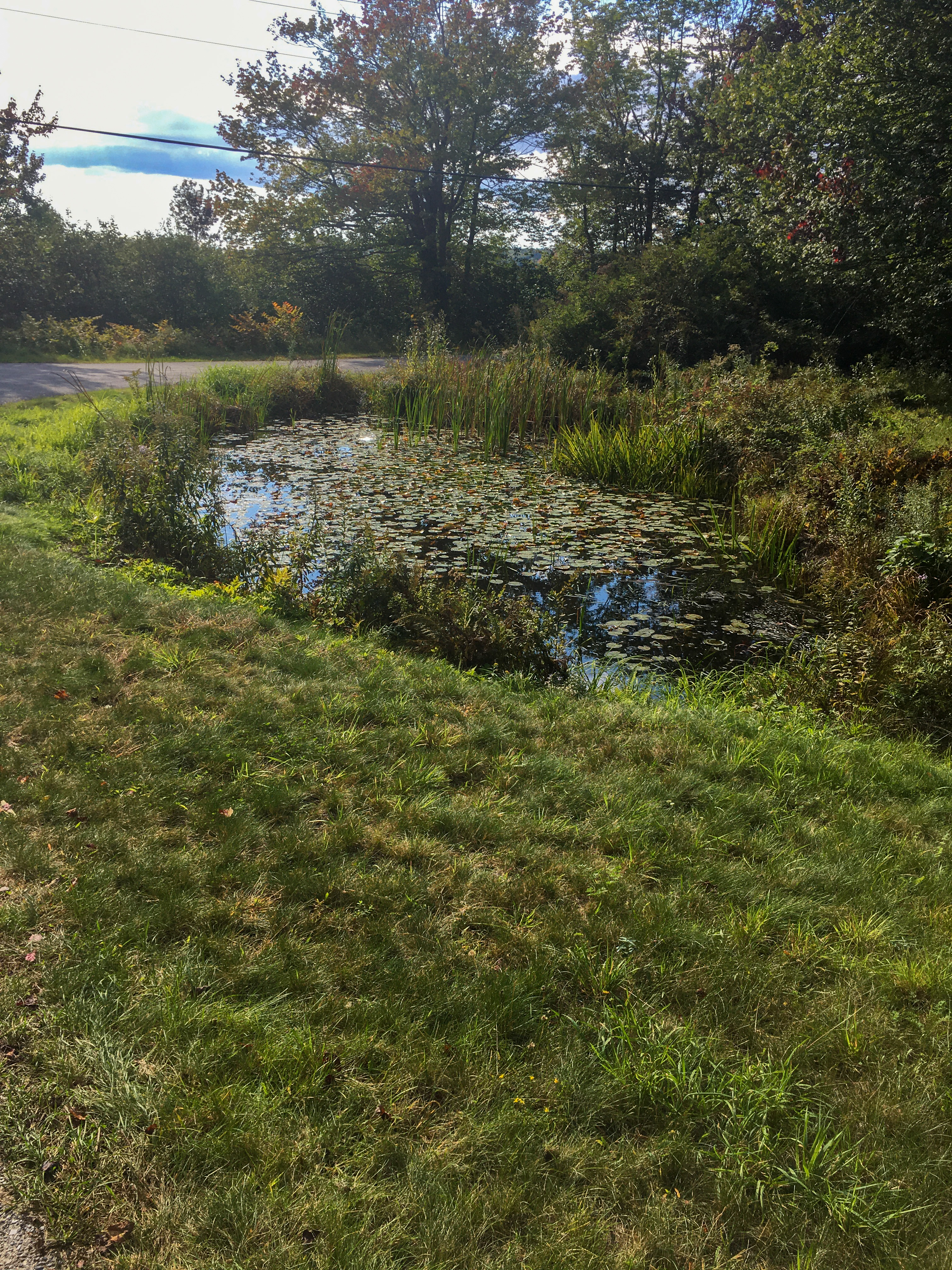 lily pond