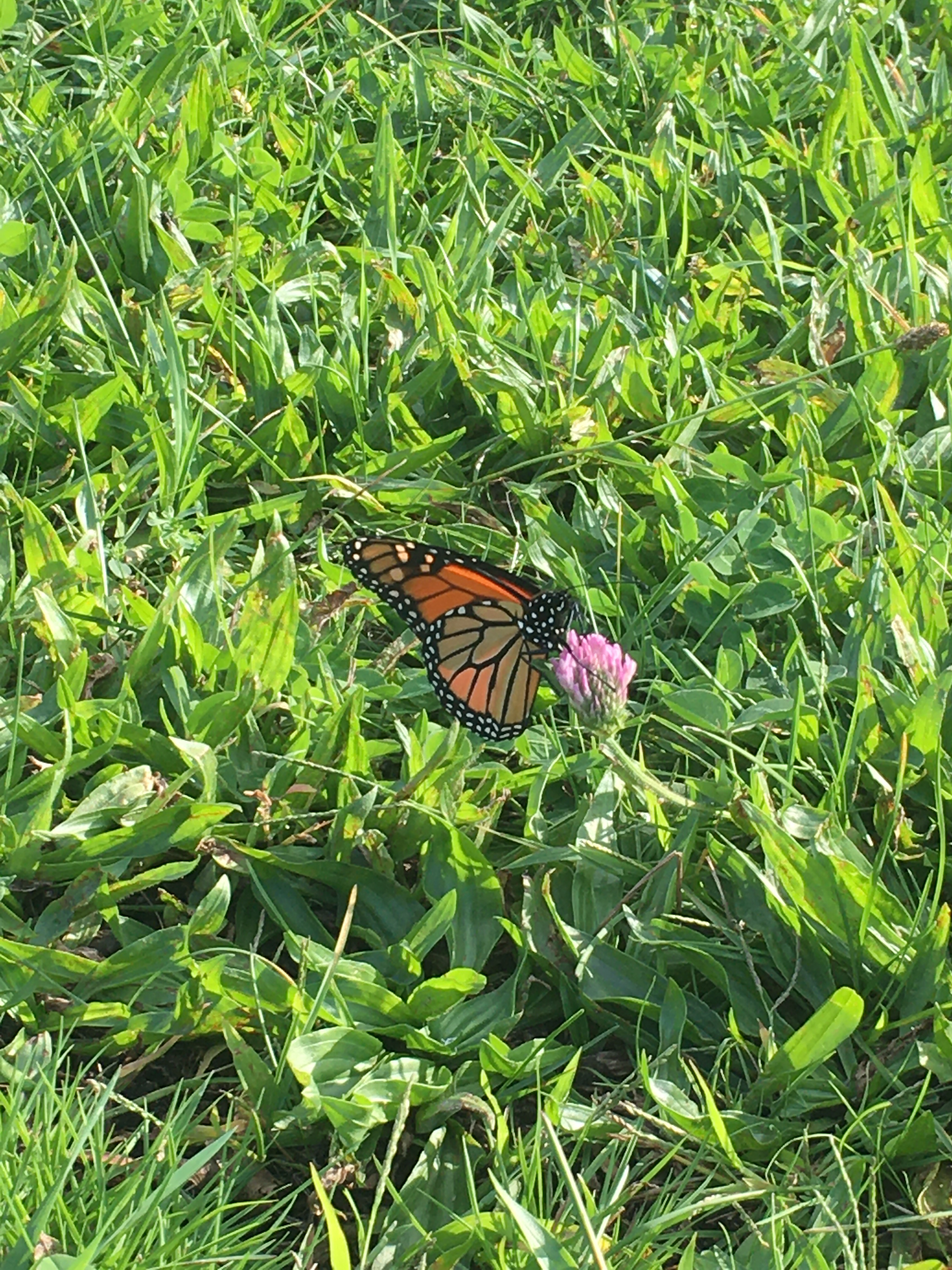 monarch on red clover