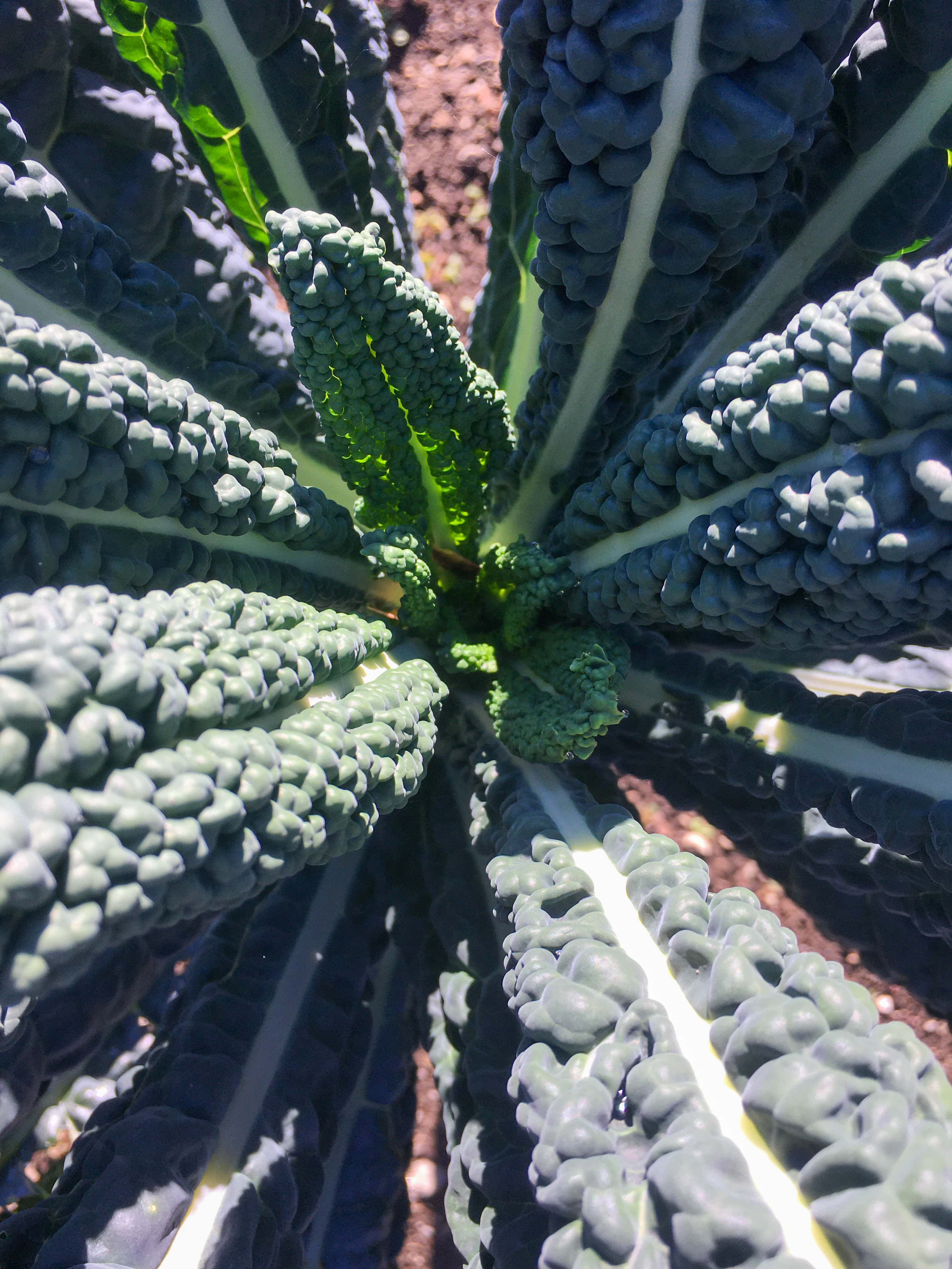 dino kale plant