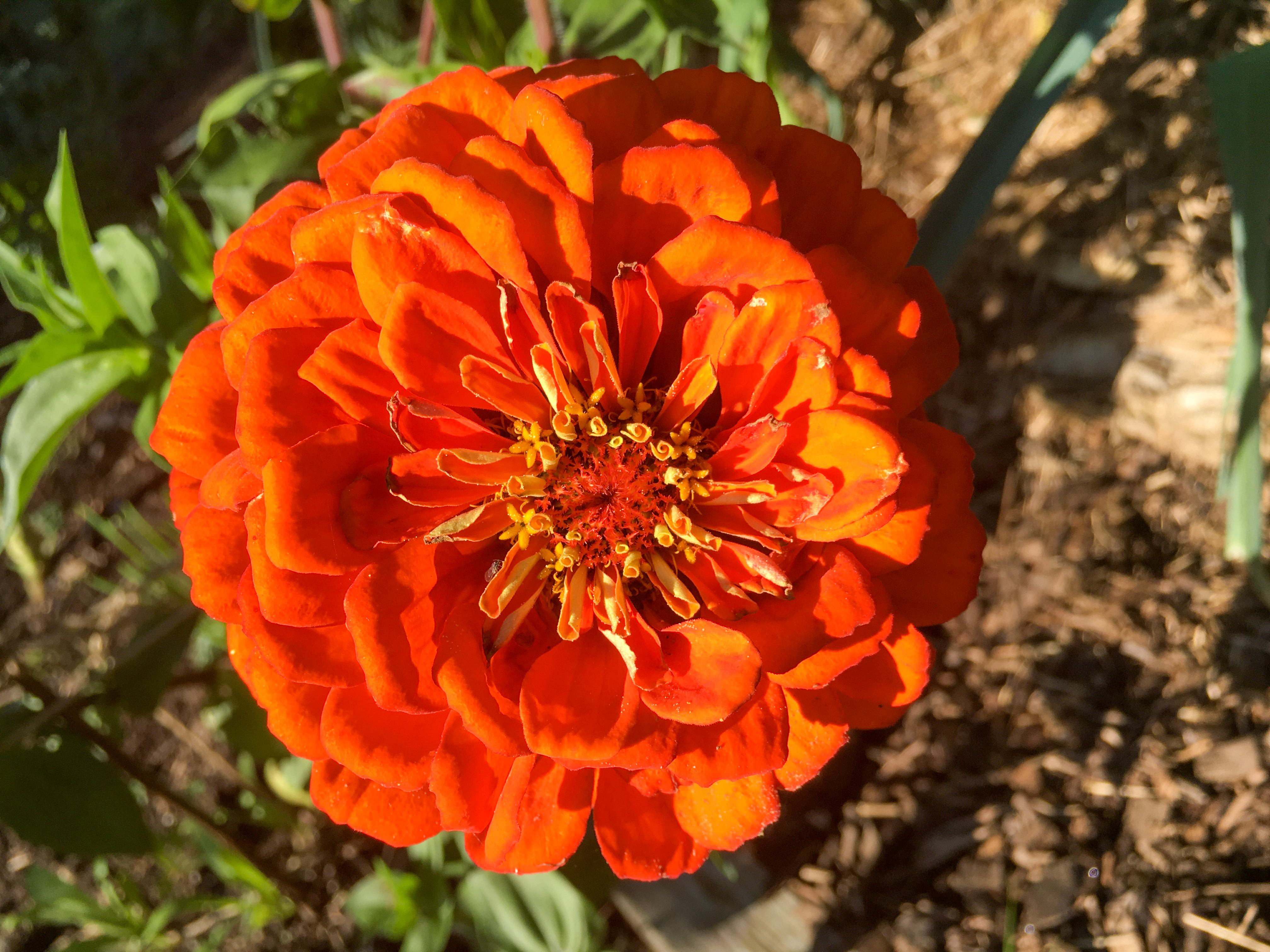 orange flower