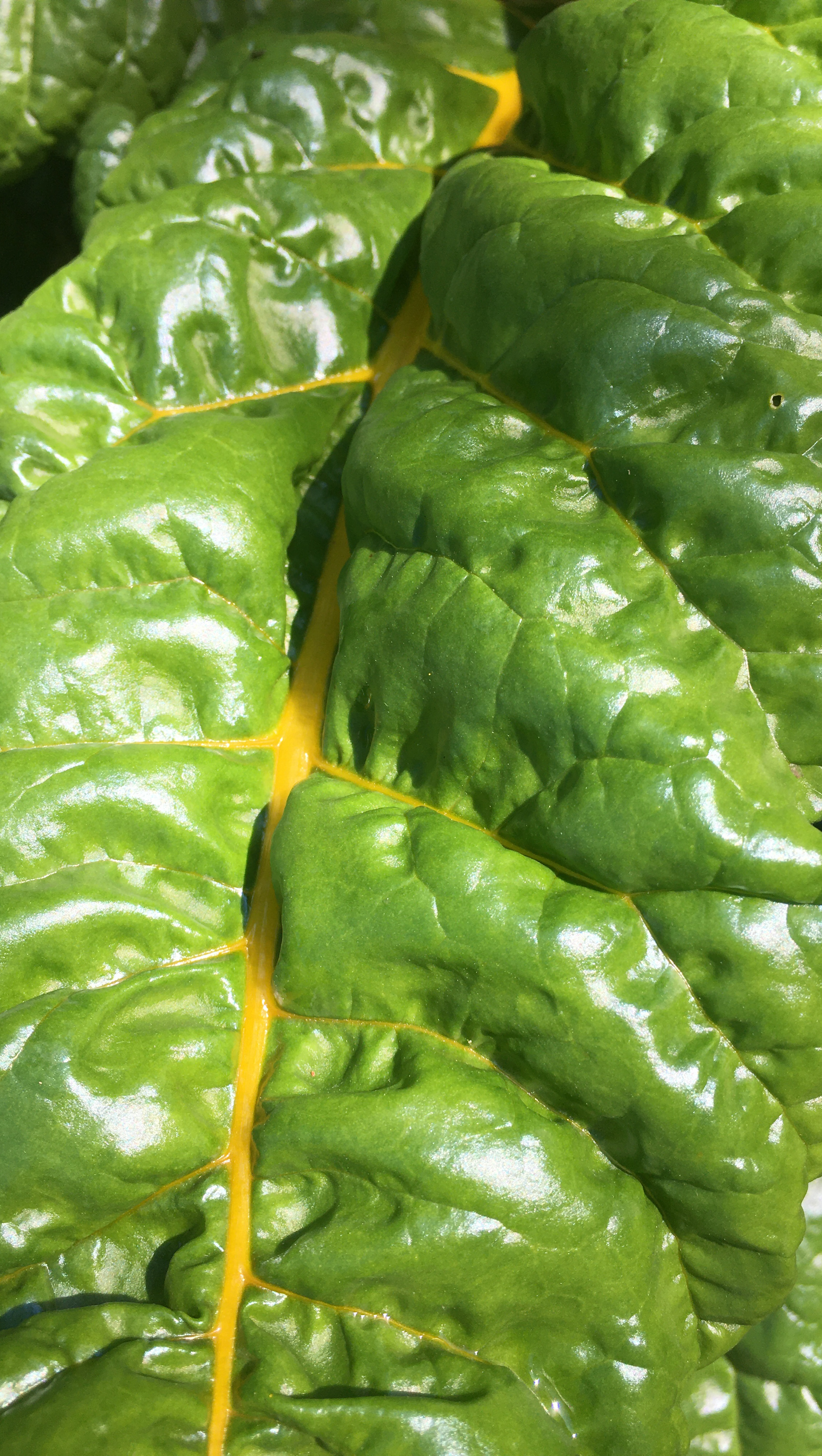 chard leaf with bright green and a yellow stem