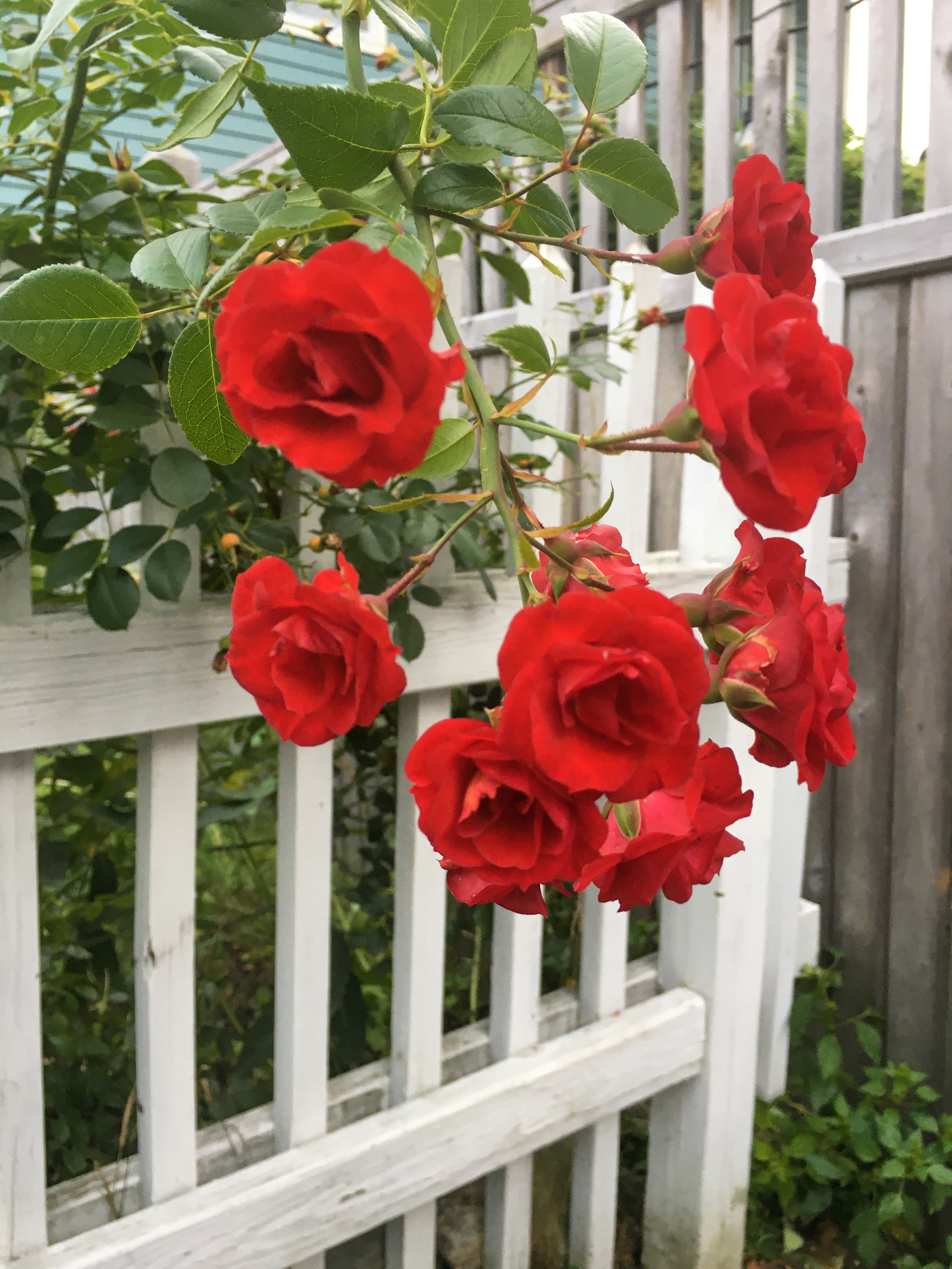 mini red roses on the way home