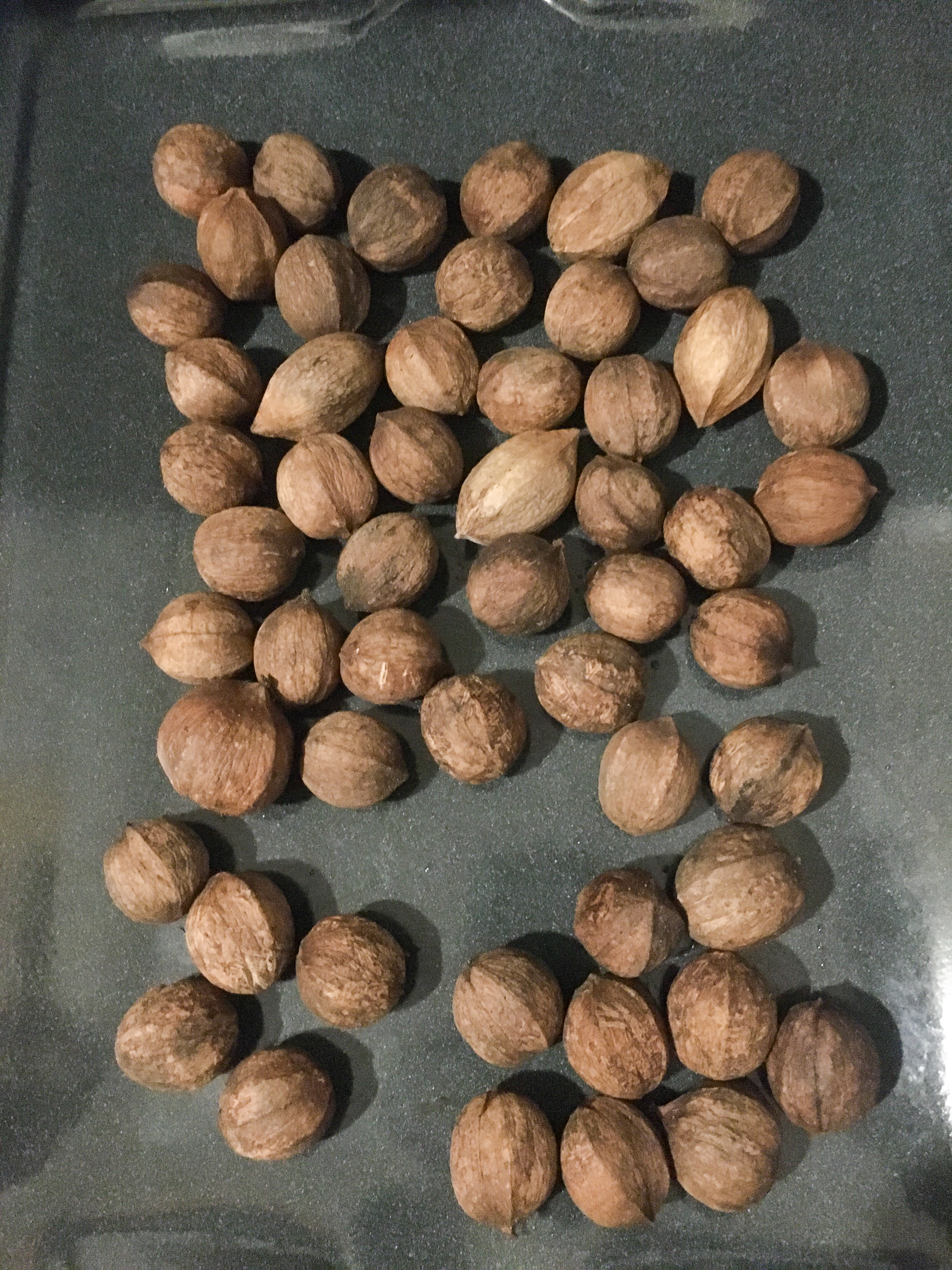 hickory nuts