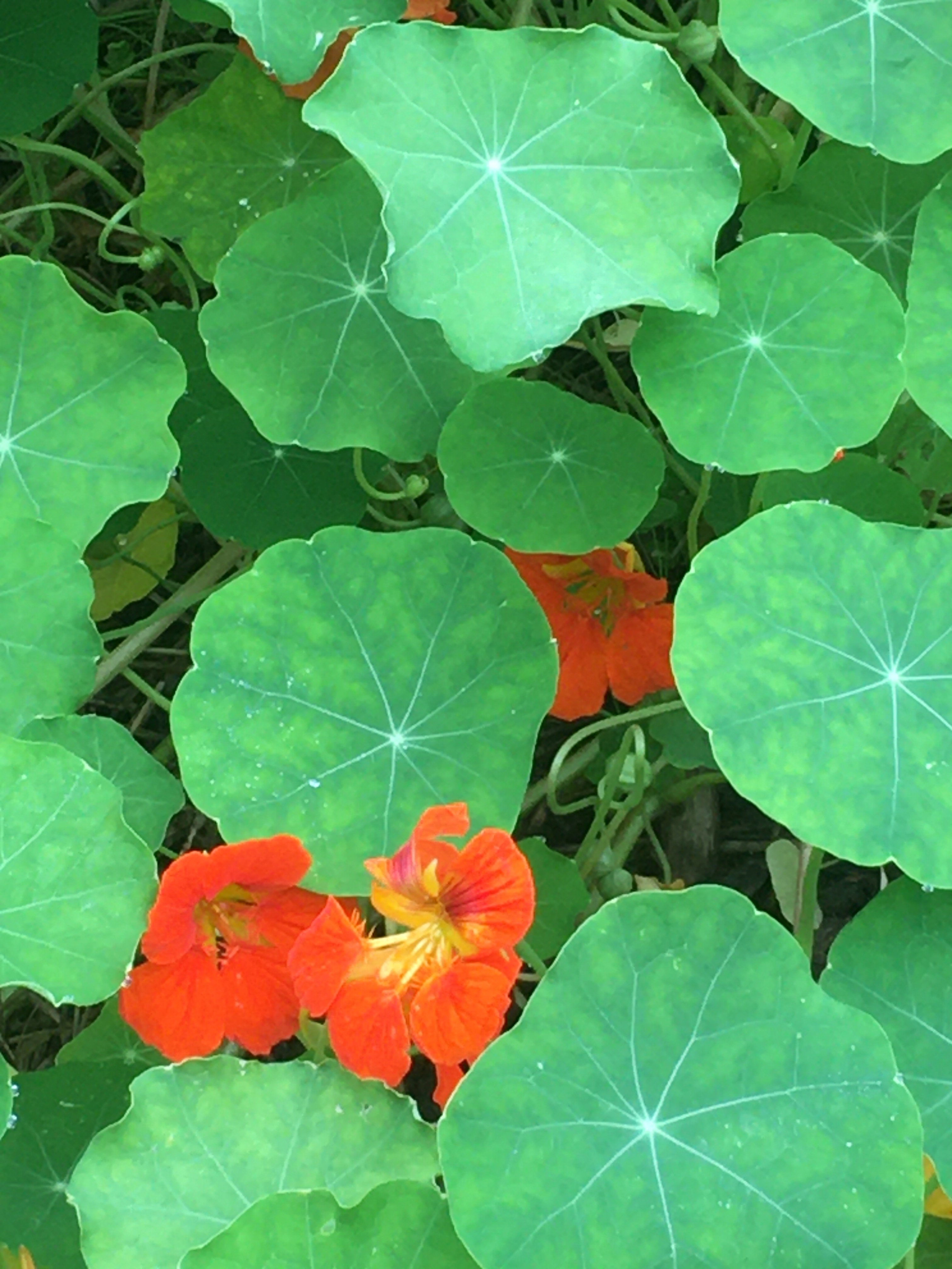 nasturtium leaves with 2 orange flowers