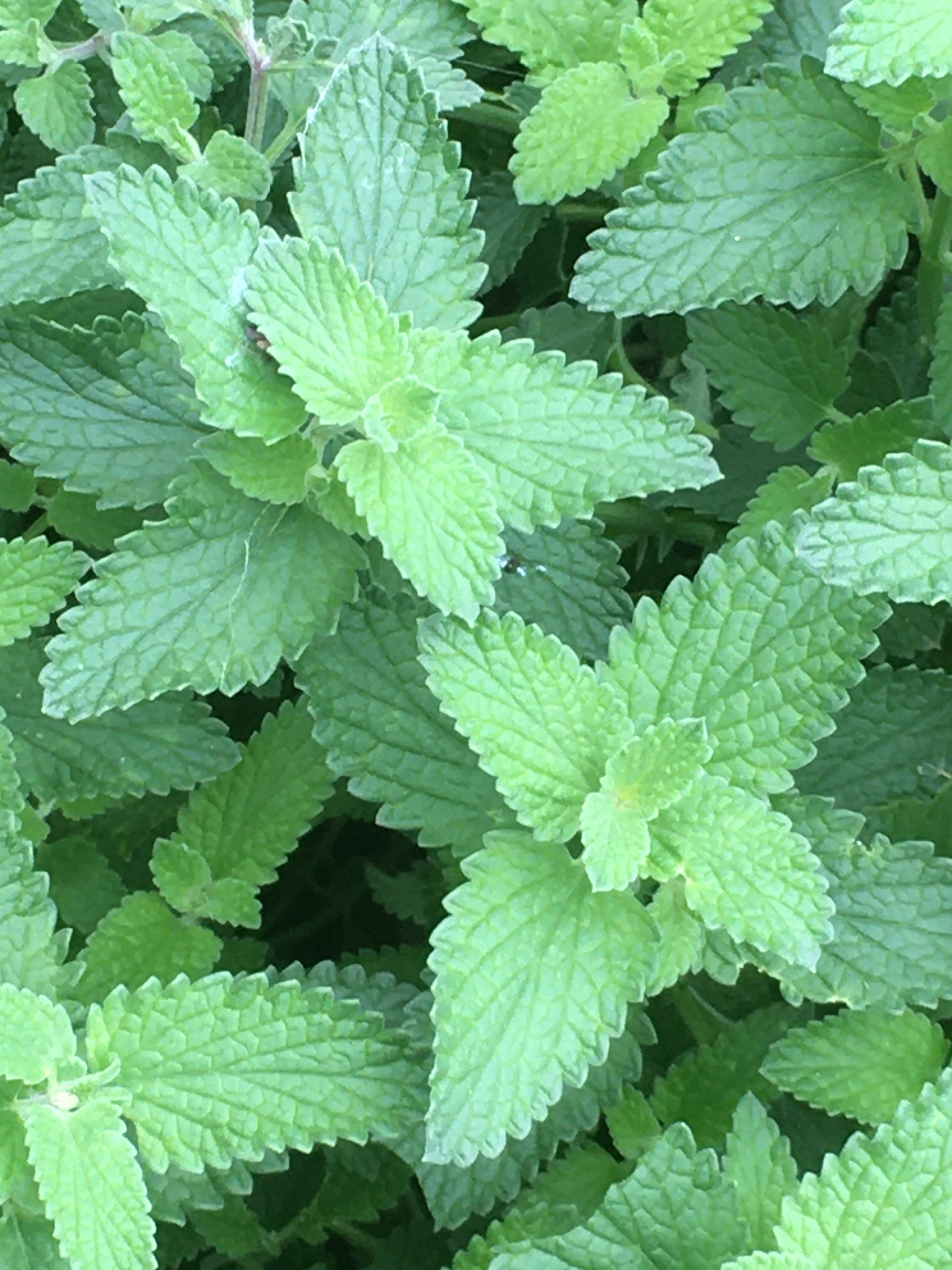 catnip