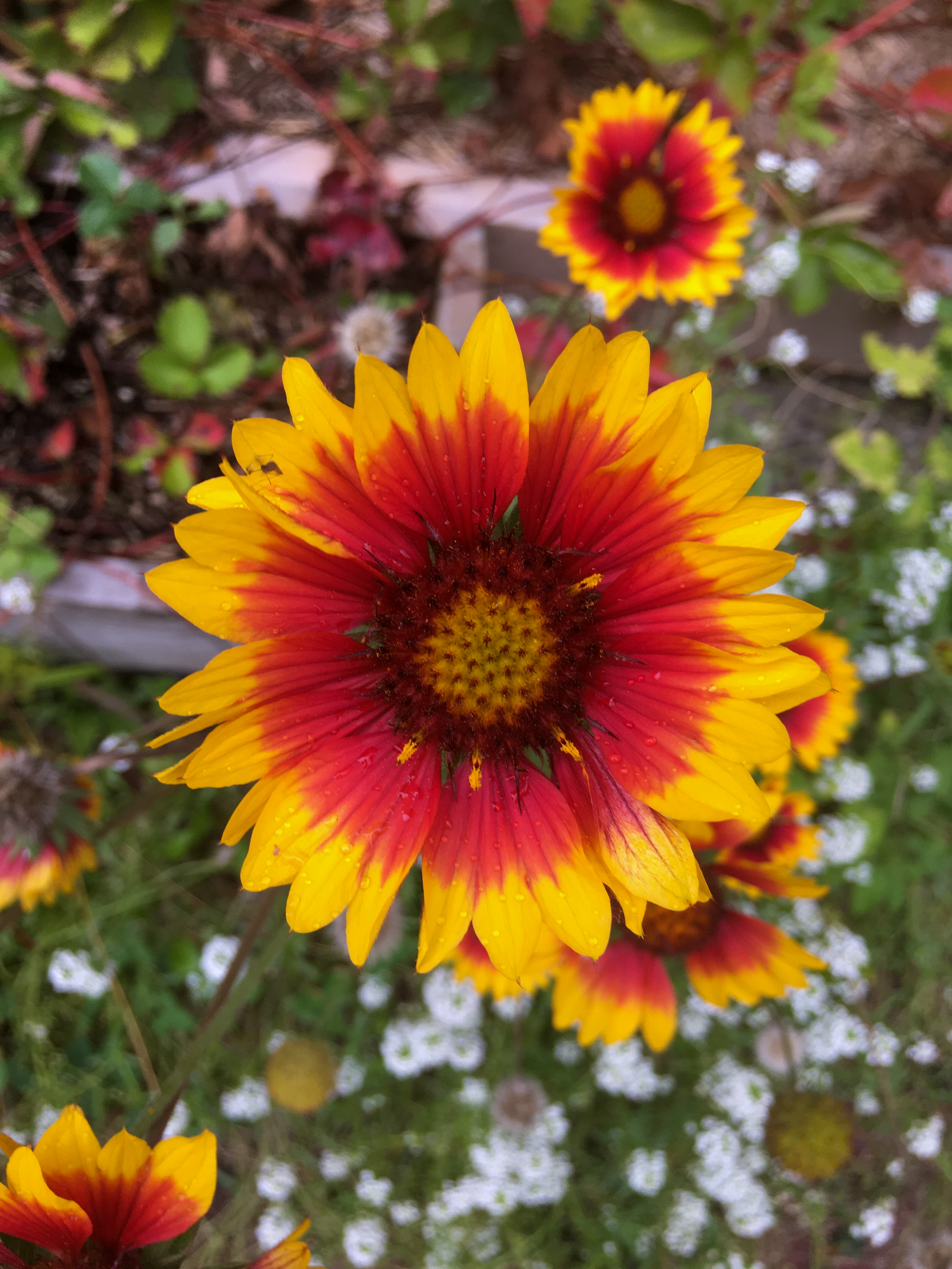 daisy type flower with dark center ringed in intense red followed by yellow tipped flower petals