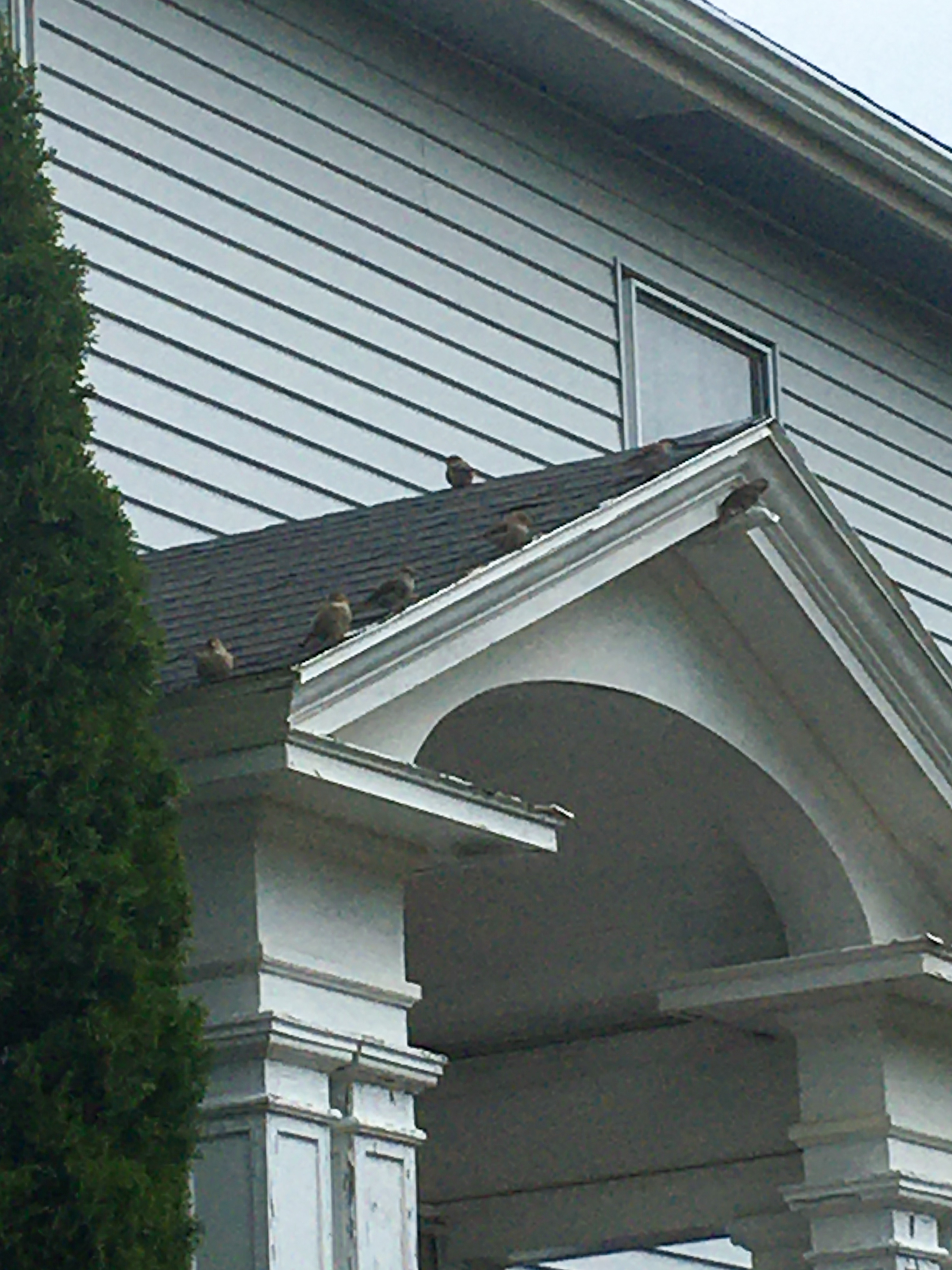 house covered with sparrows