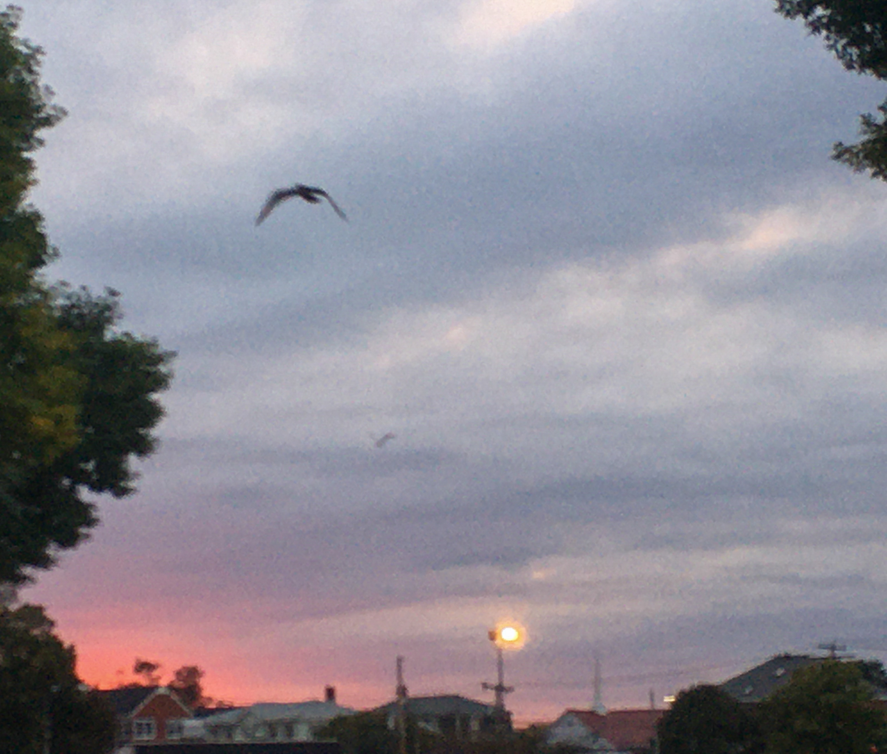 blurry sunset with bird