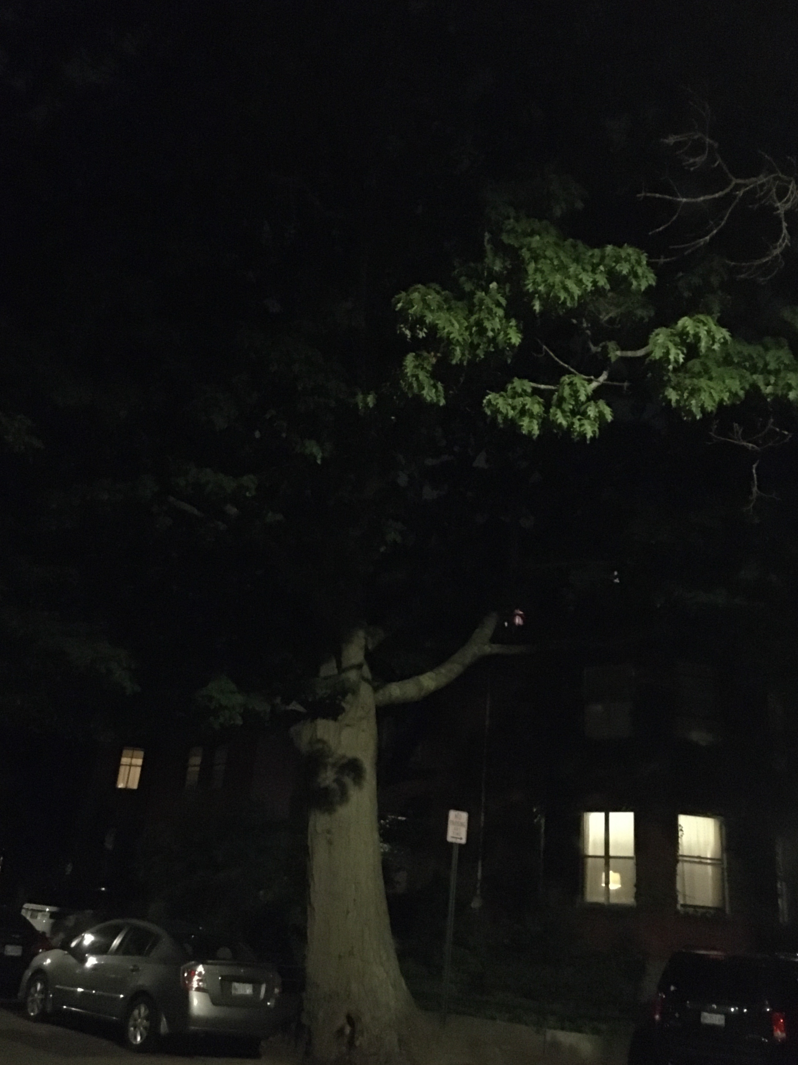 a half lit picture of a red oak