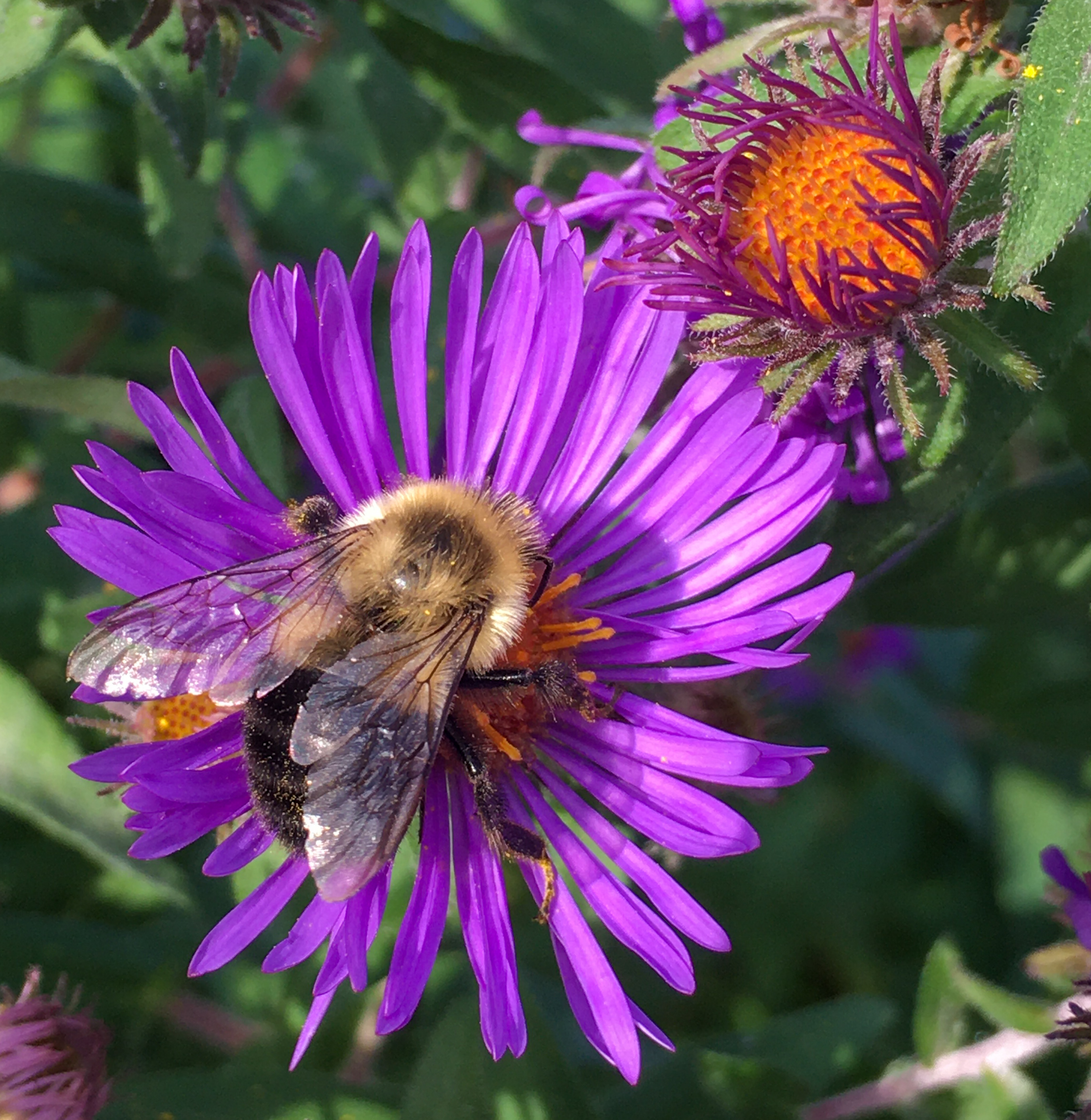 purple new york aster with a bee gathering pollen