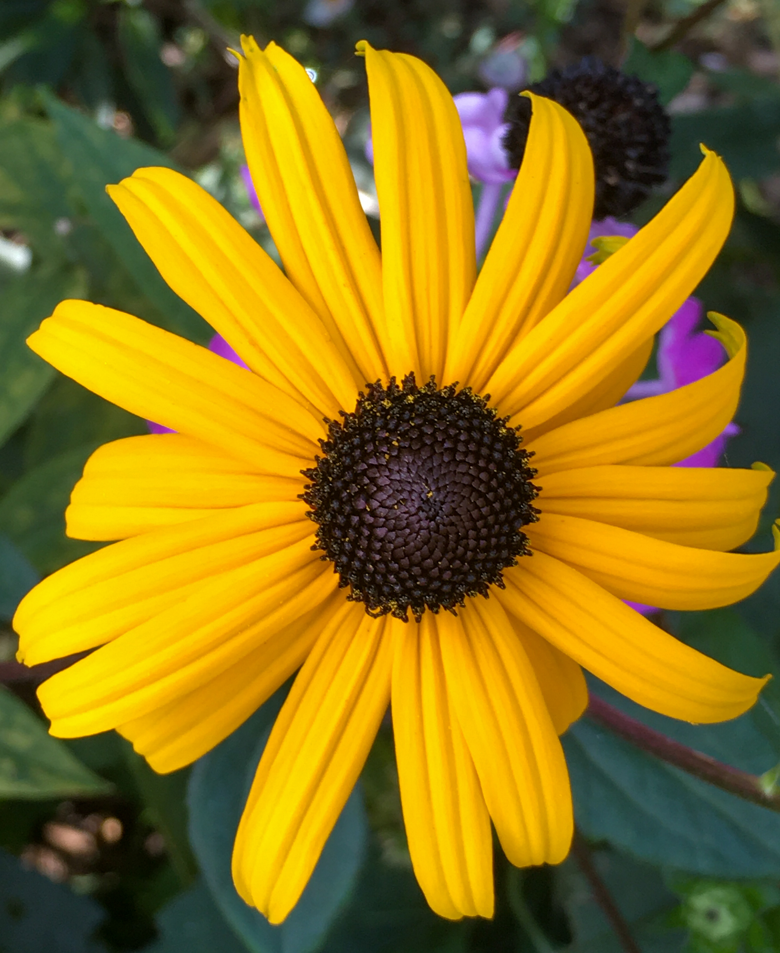 yellow daisy