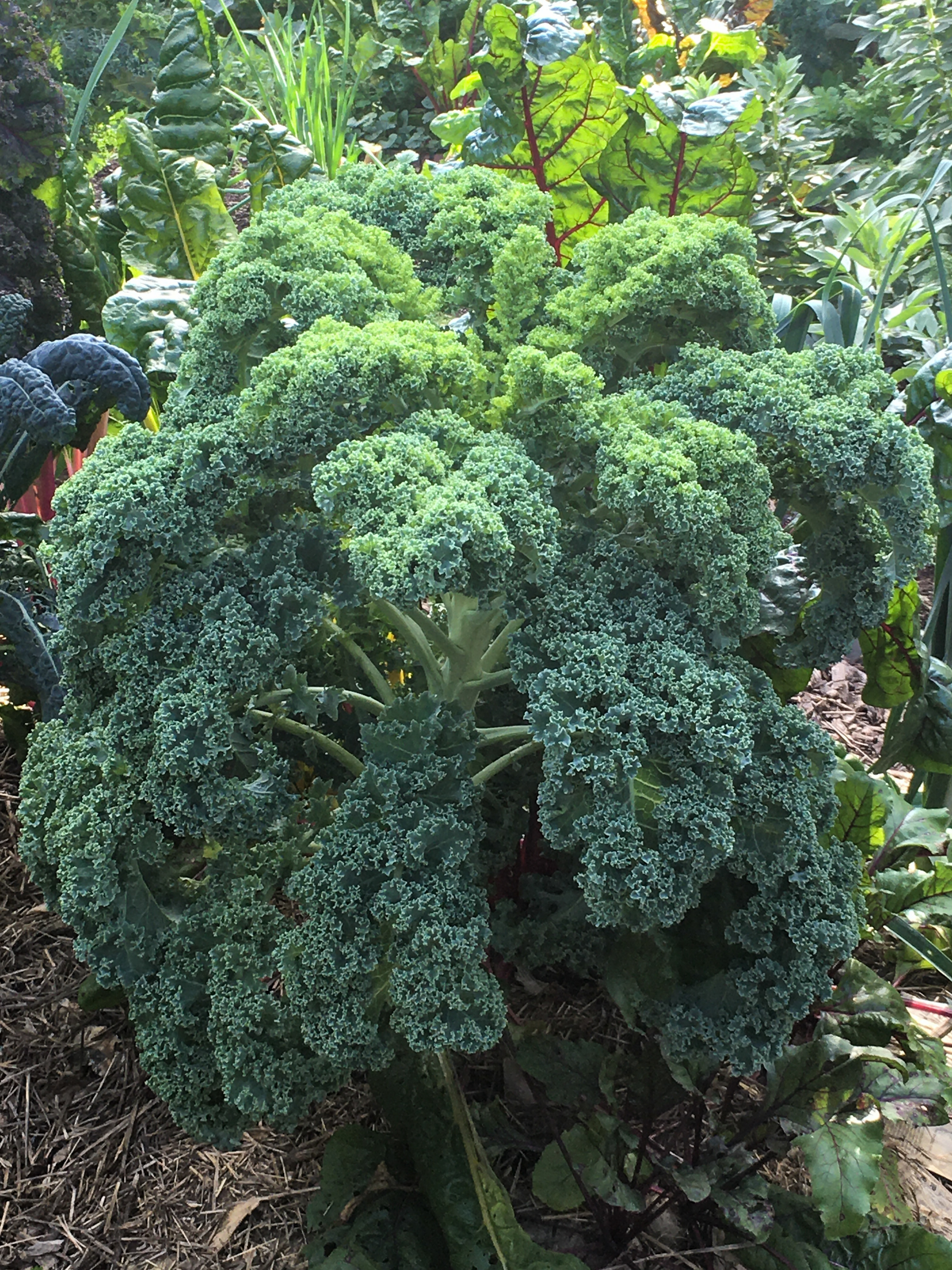 kale plant