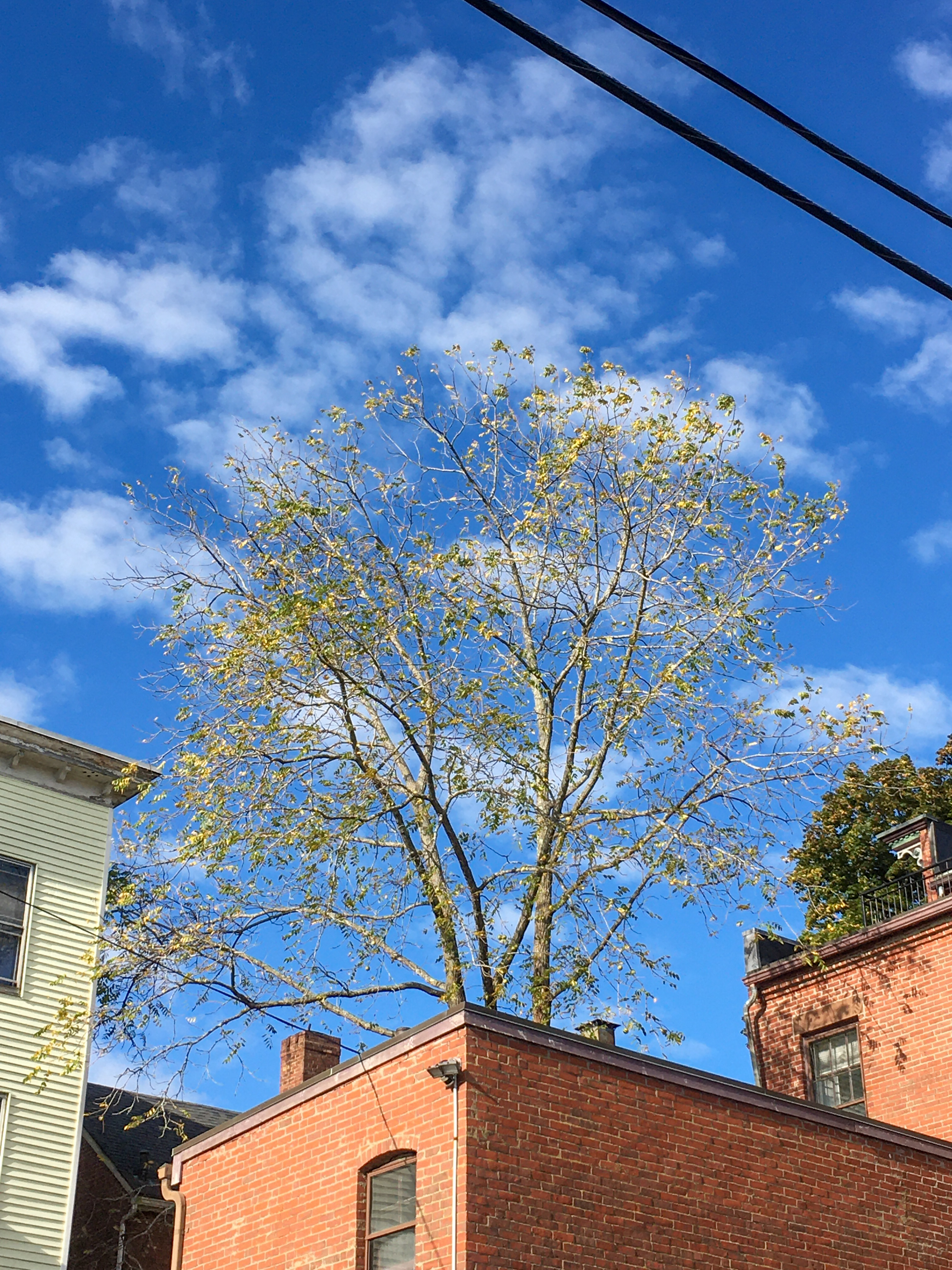 brick buildings and a tree with almost no leaves against a blue sky
