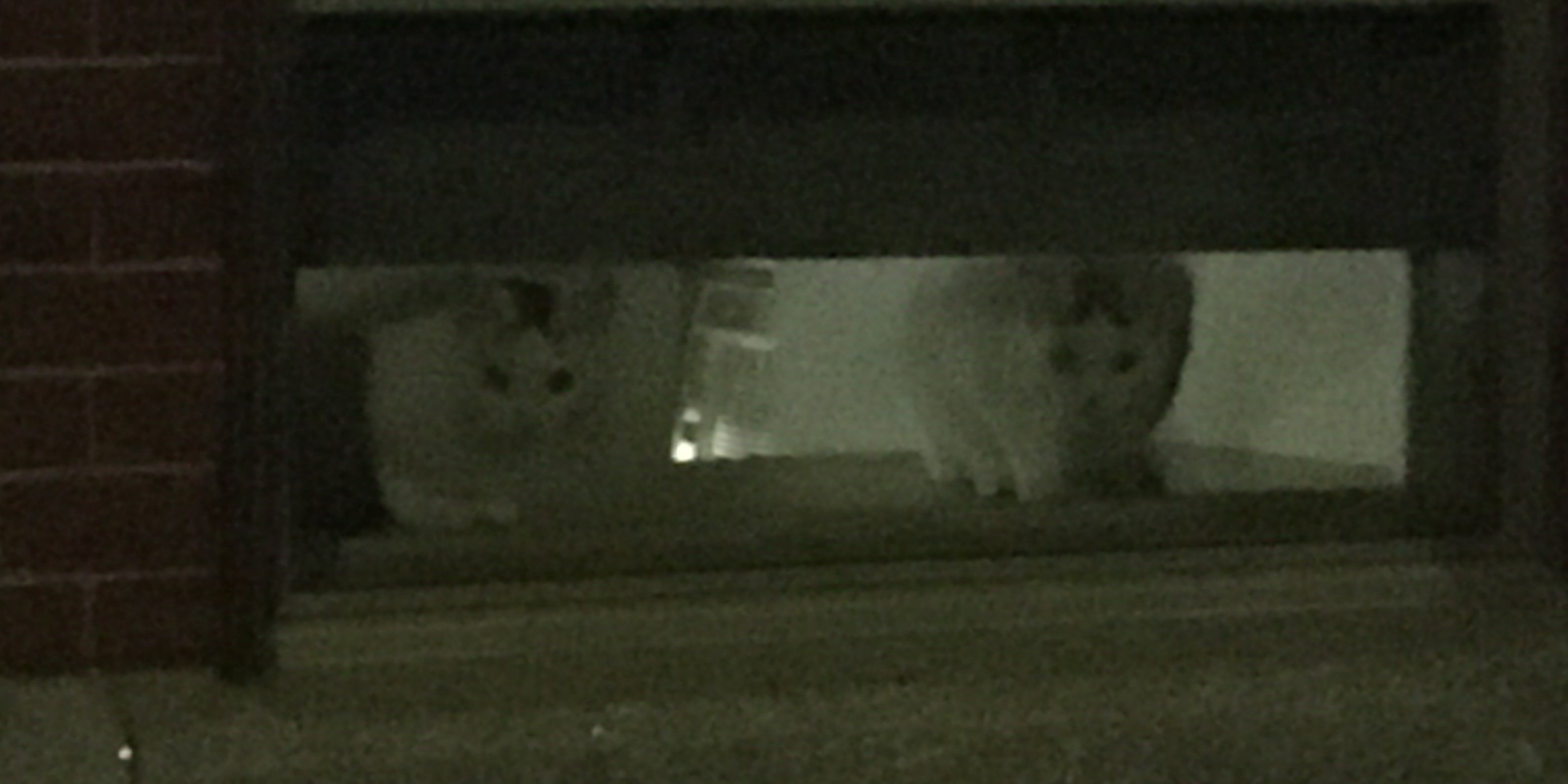 two cats peering out of a narrow window