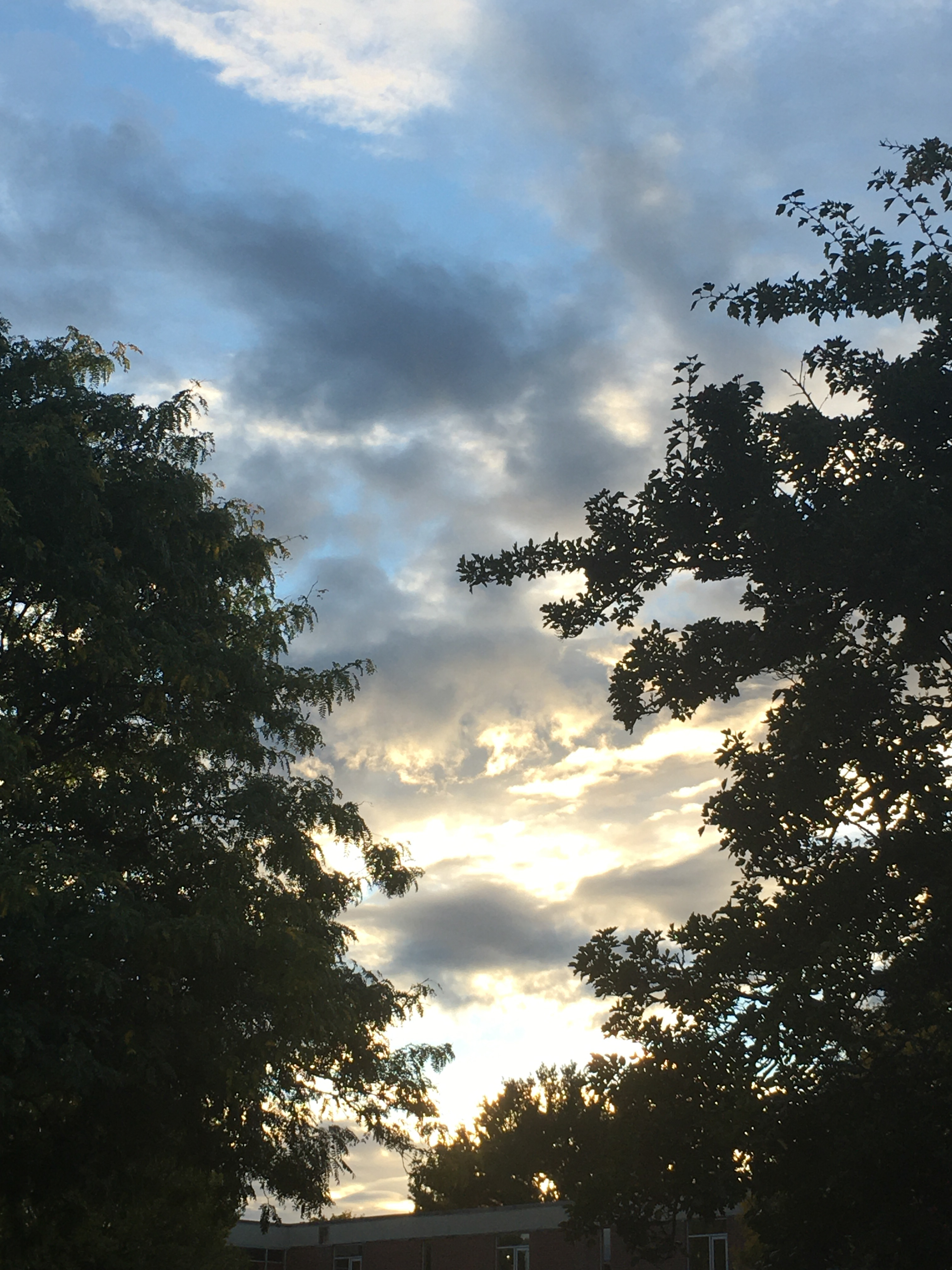 nice sky and trees