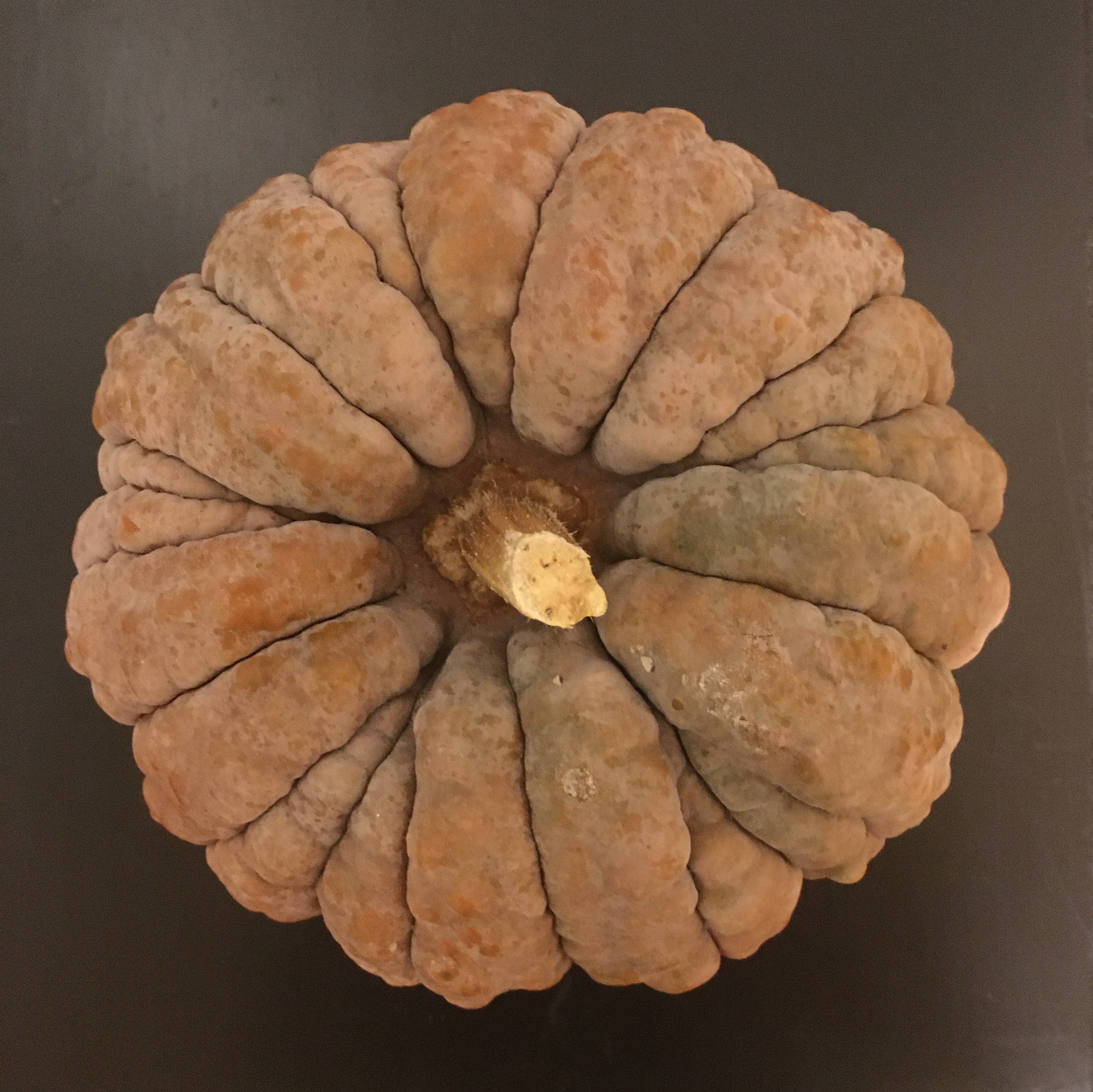 bumpy squash in pumpkin form