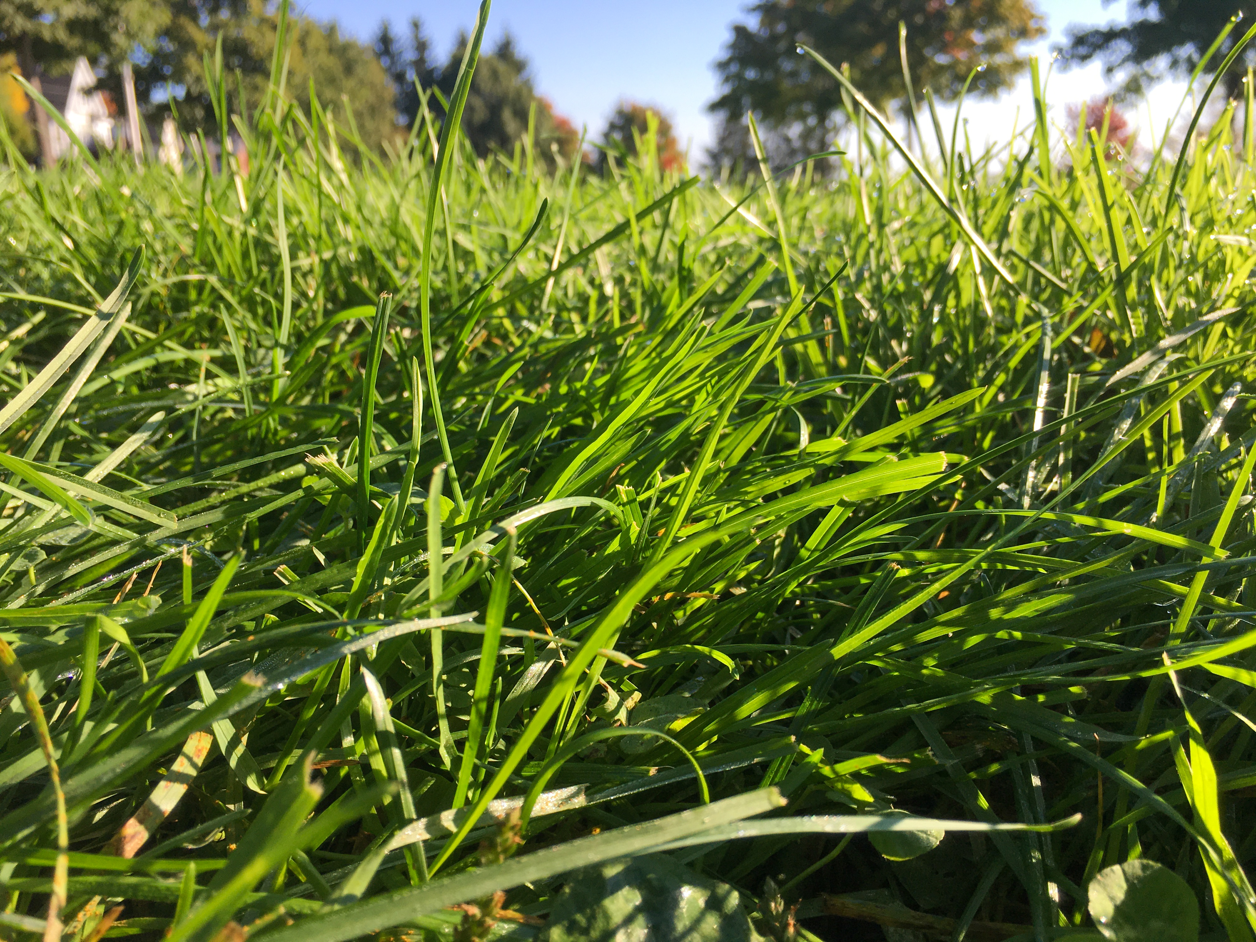green grass