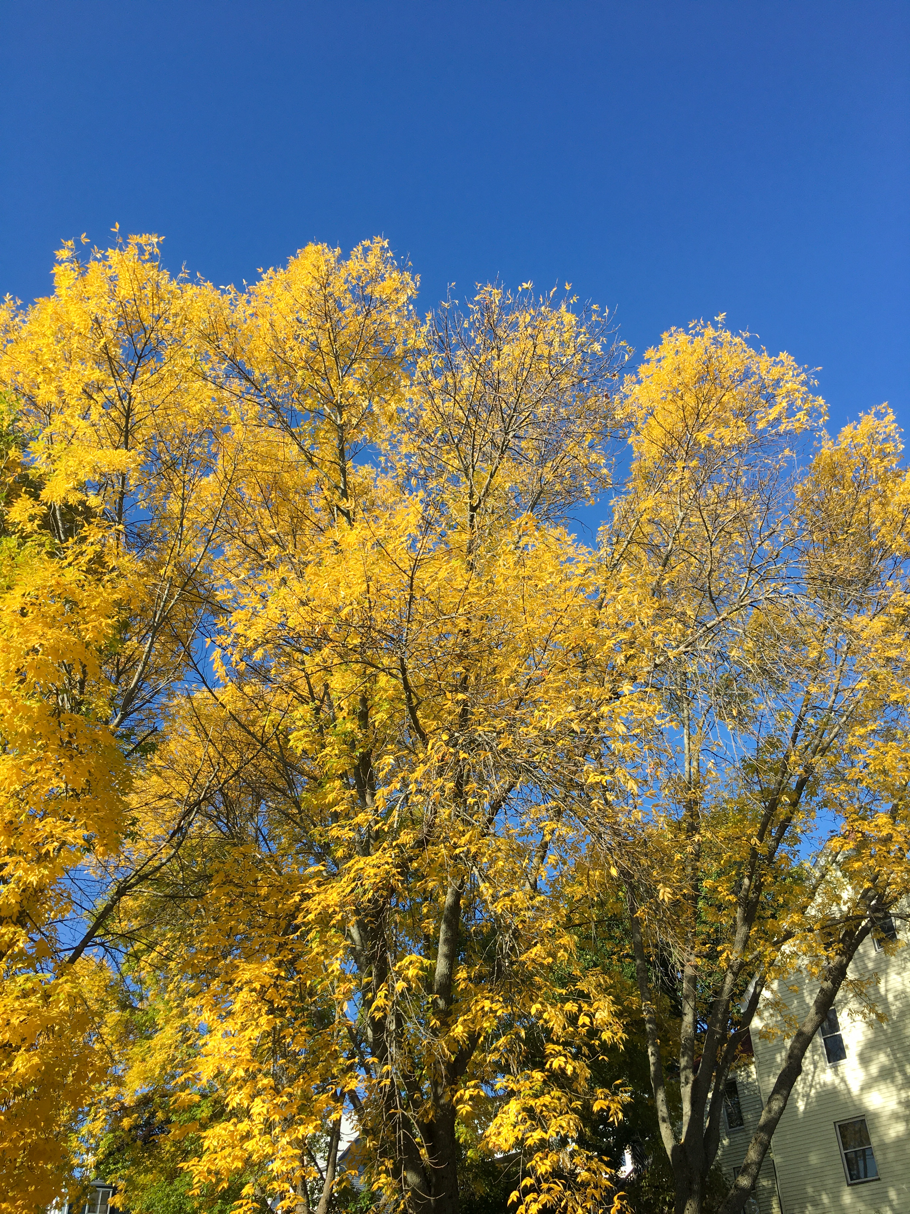 more golden leafed Ash trees and blue sky