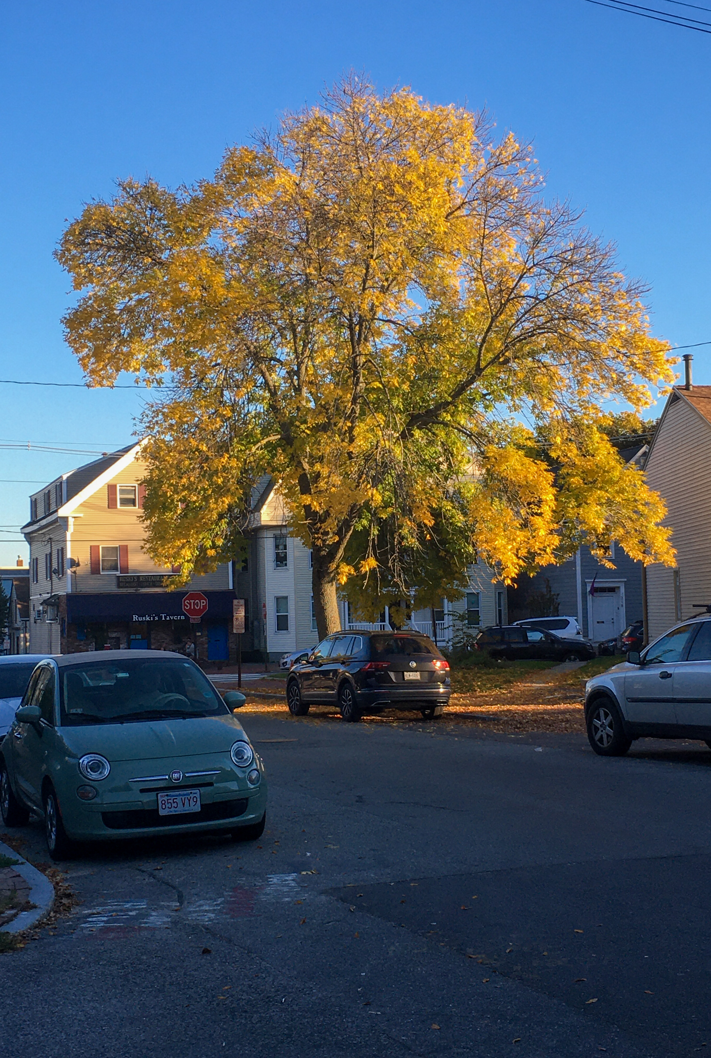 yellow green ash tree all with yellow foliage