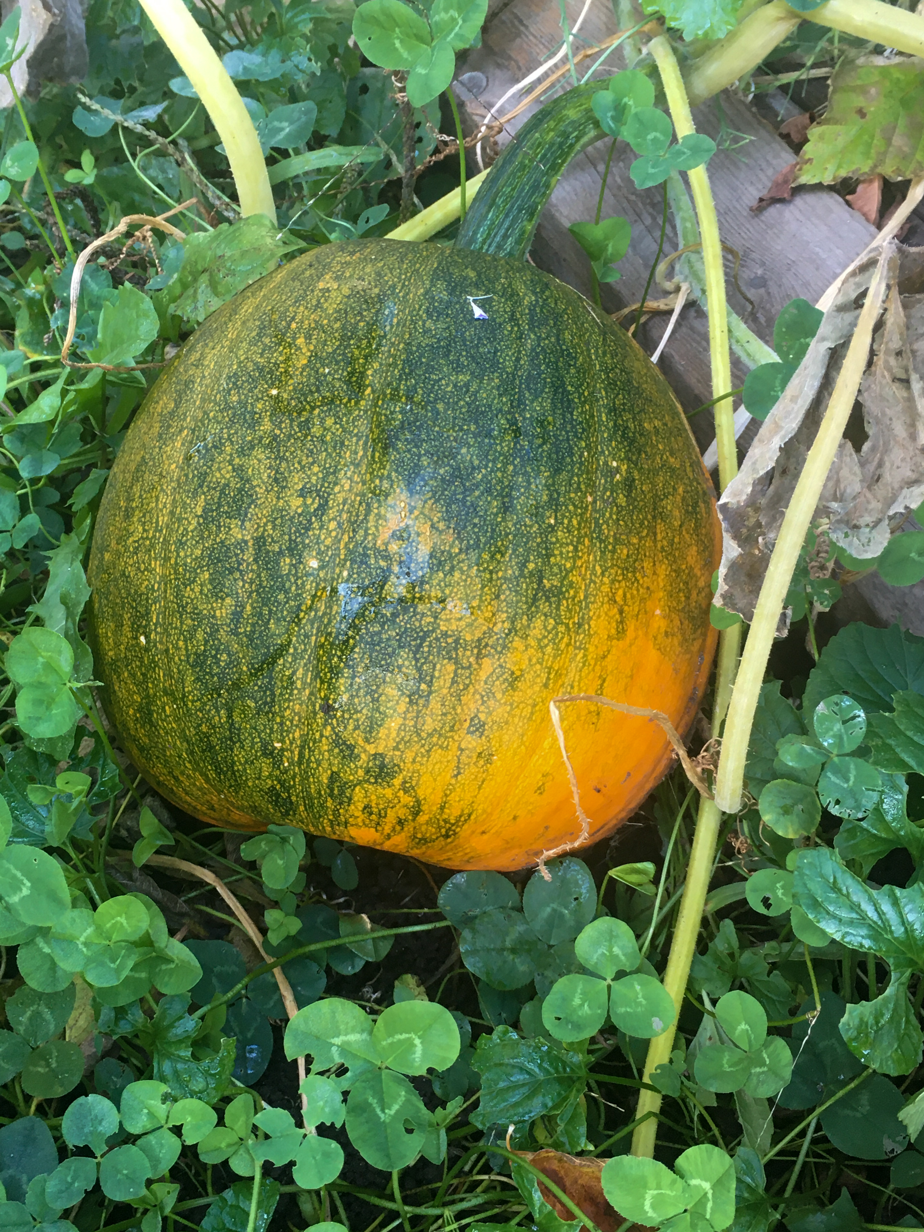 green and orange pumpkin growing surrounded by clover