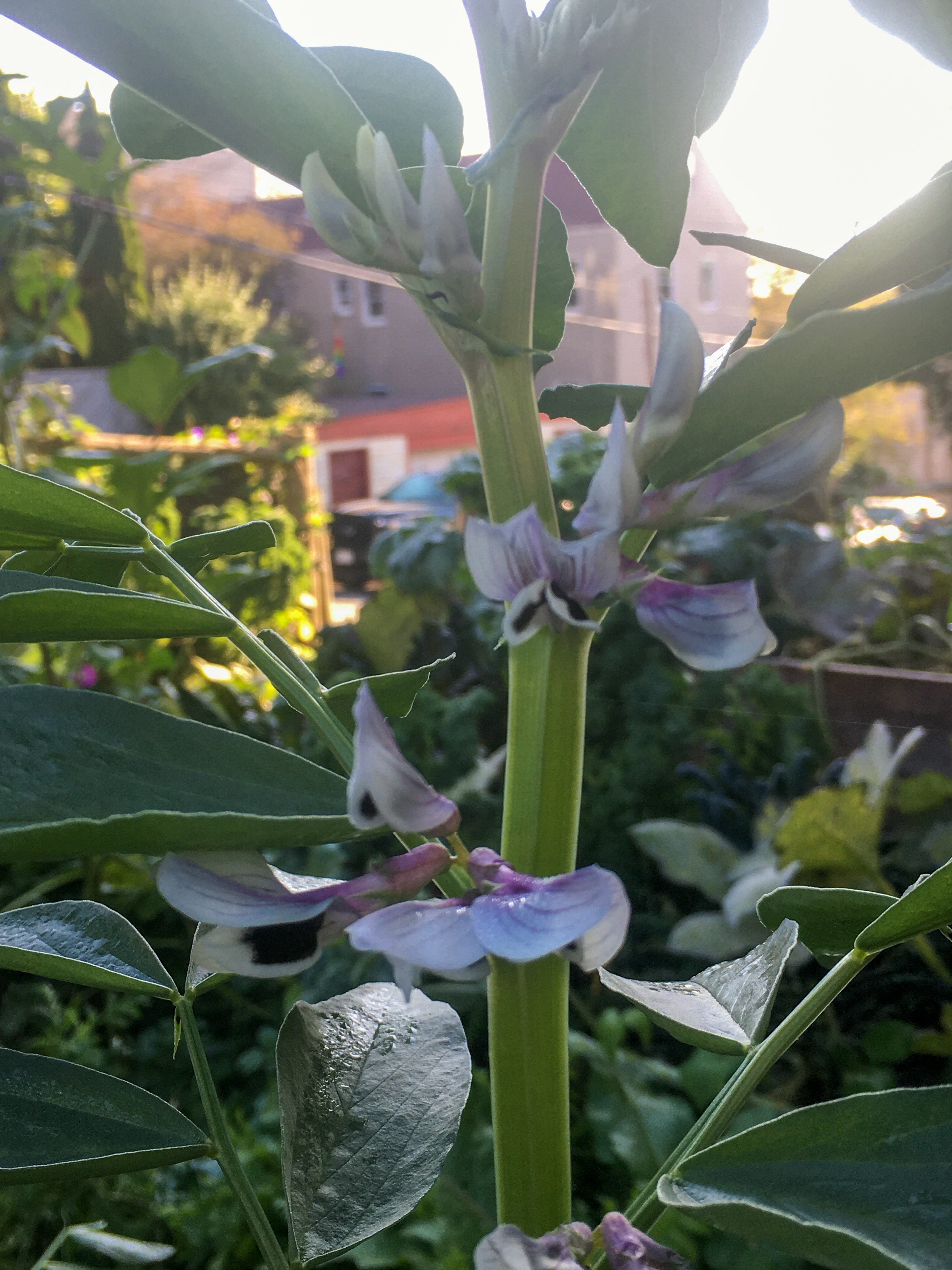 misty picture of fava bean flowers