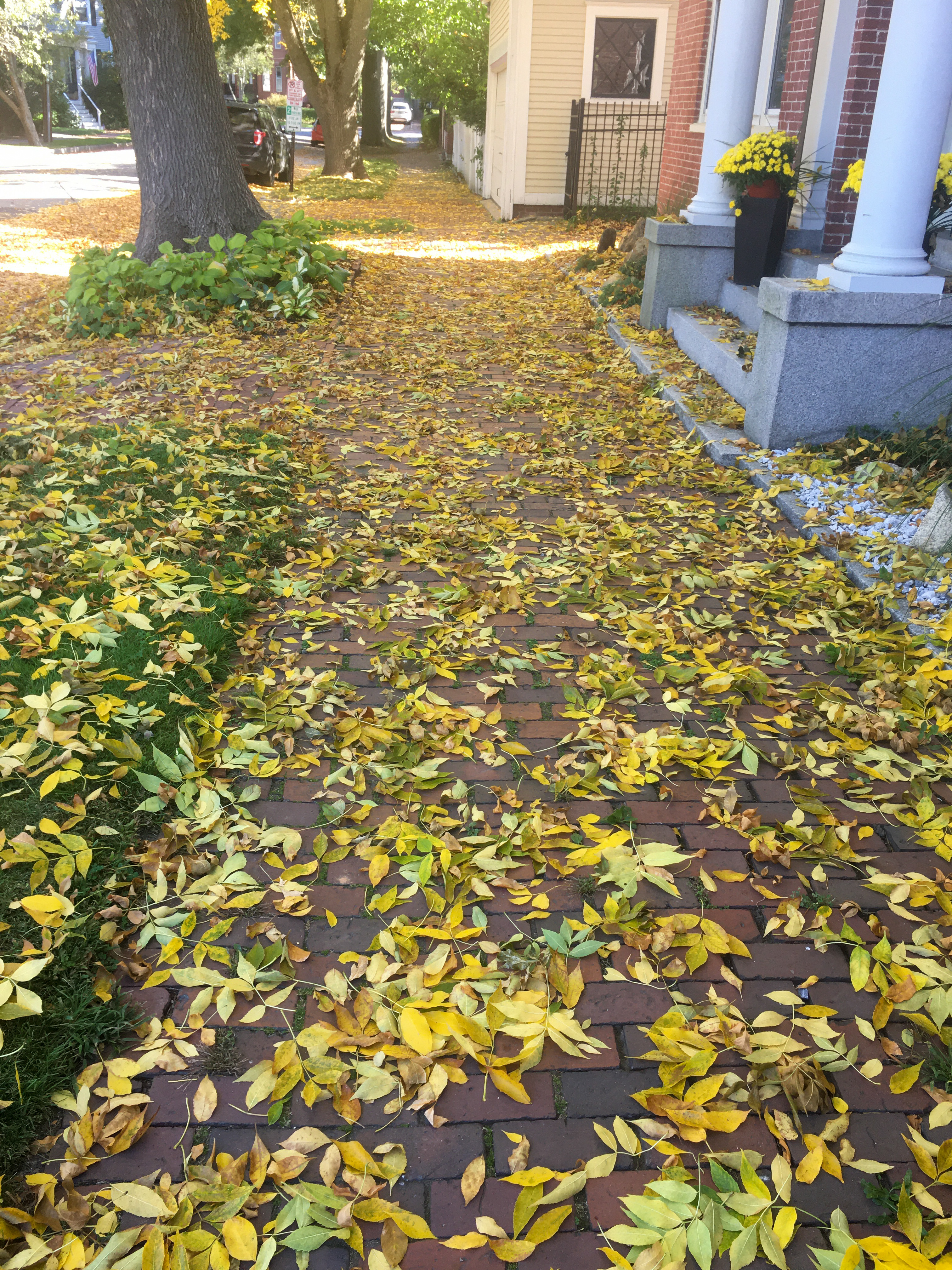 fall yellow leaves covering a brick sidewalk