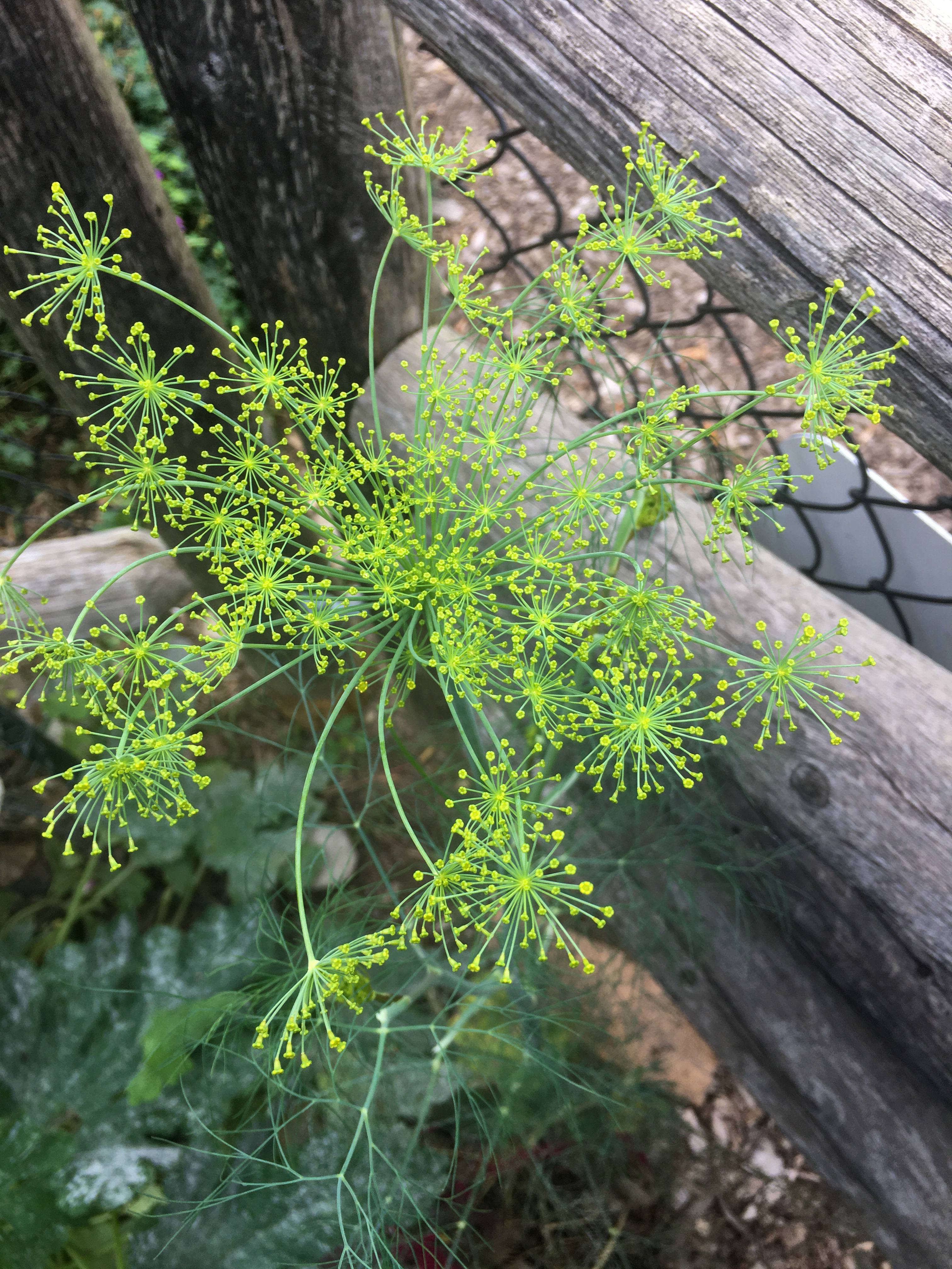 flowering dill growing in a garden